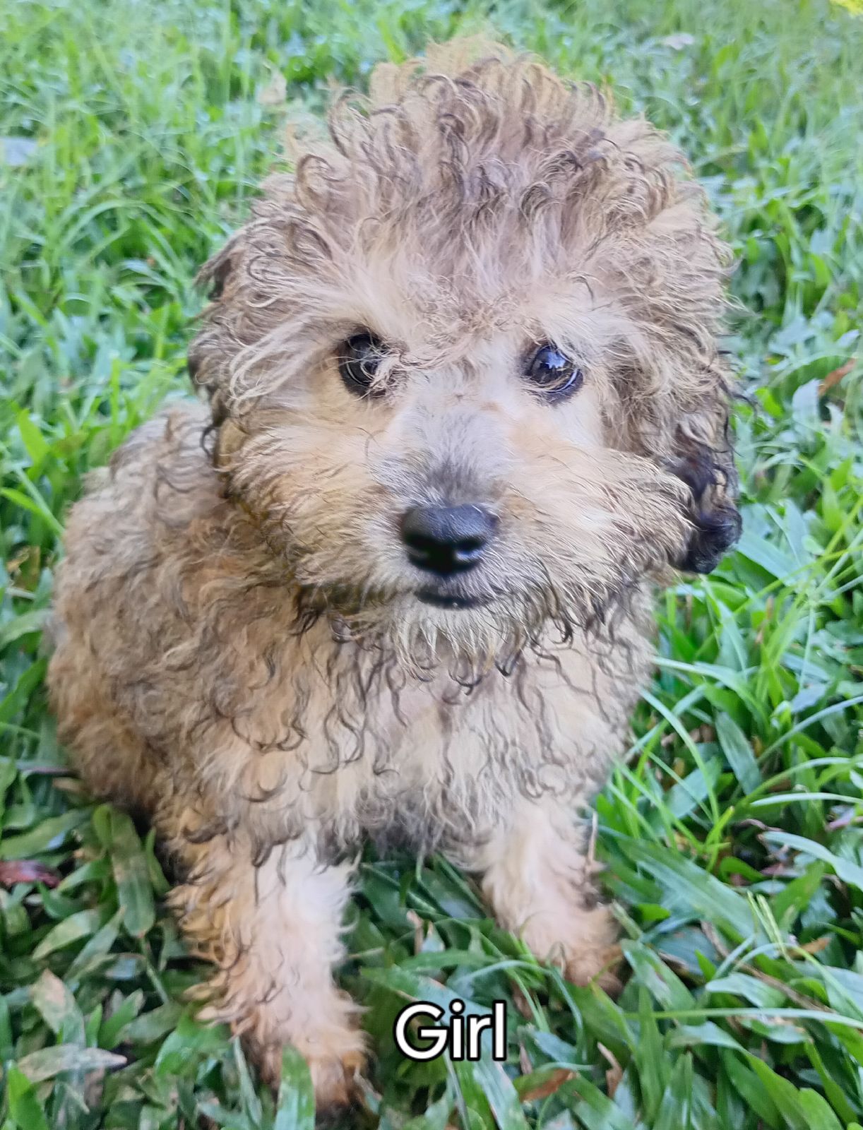 Shih Tzu Poodle Mix Light Brown Shih Tzu Poodle Mix Haircuts Shih