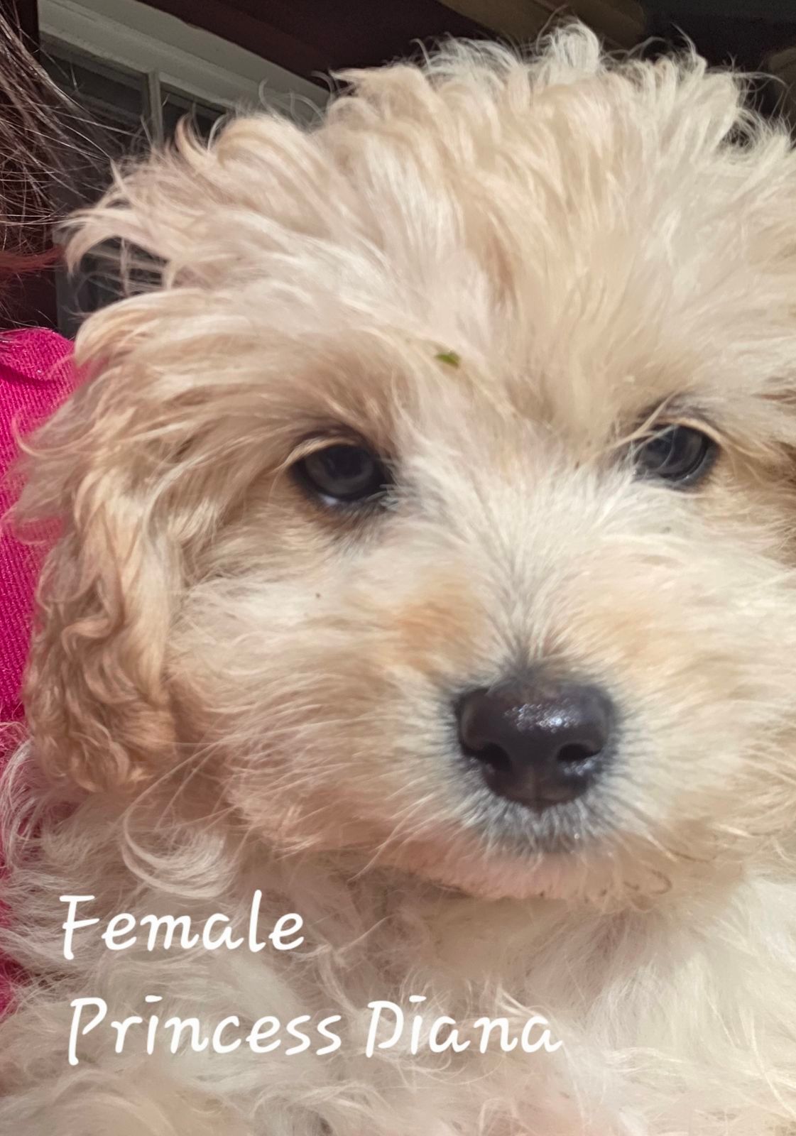 Female Cavoodle CAVOODLE PUPPIES LAST FEMALE Dogs Puppies Gumtree