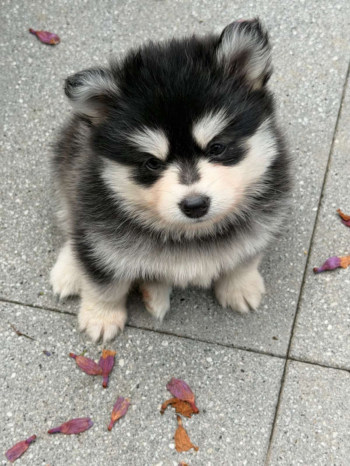 POMSKY PUPPIES Dogs Puppies Gumtree Australia Gold