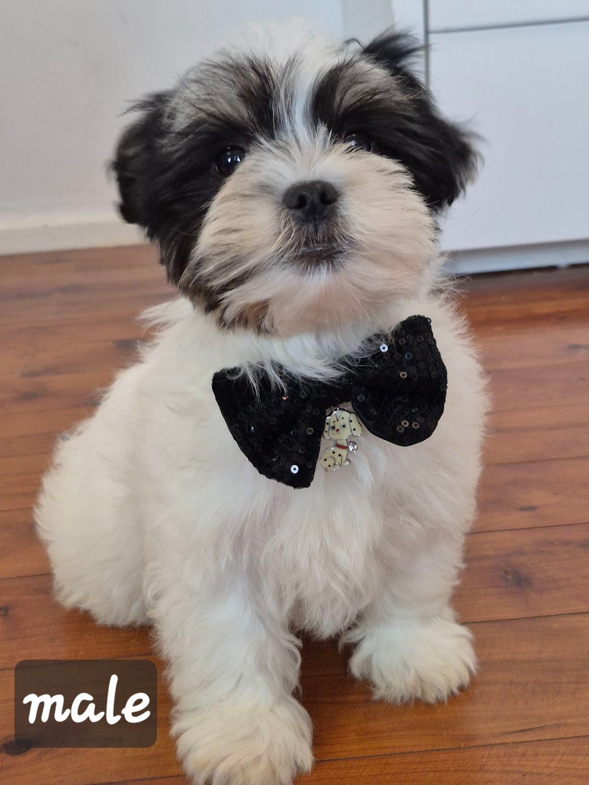 Tzu Puppy Brindle Maltese Maltese Shih Tzu French Bulldog Mix