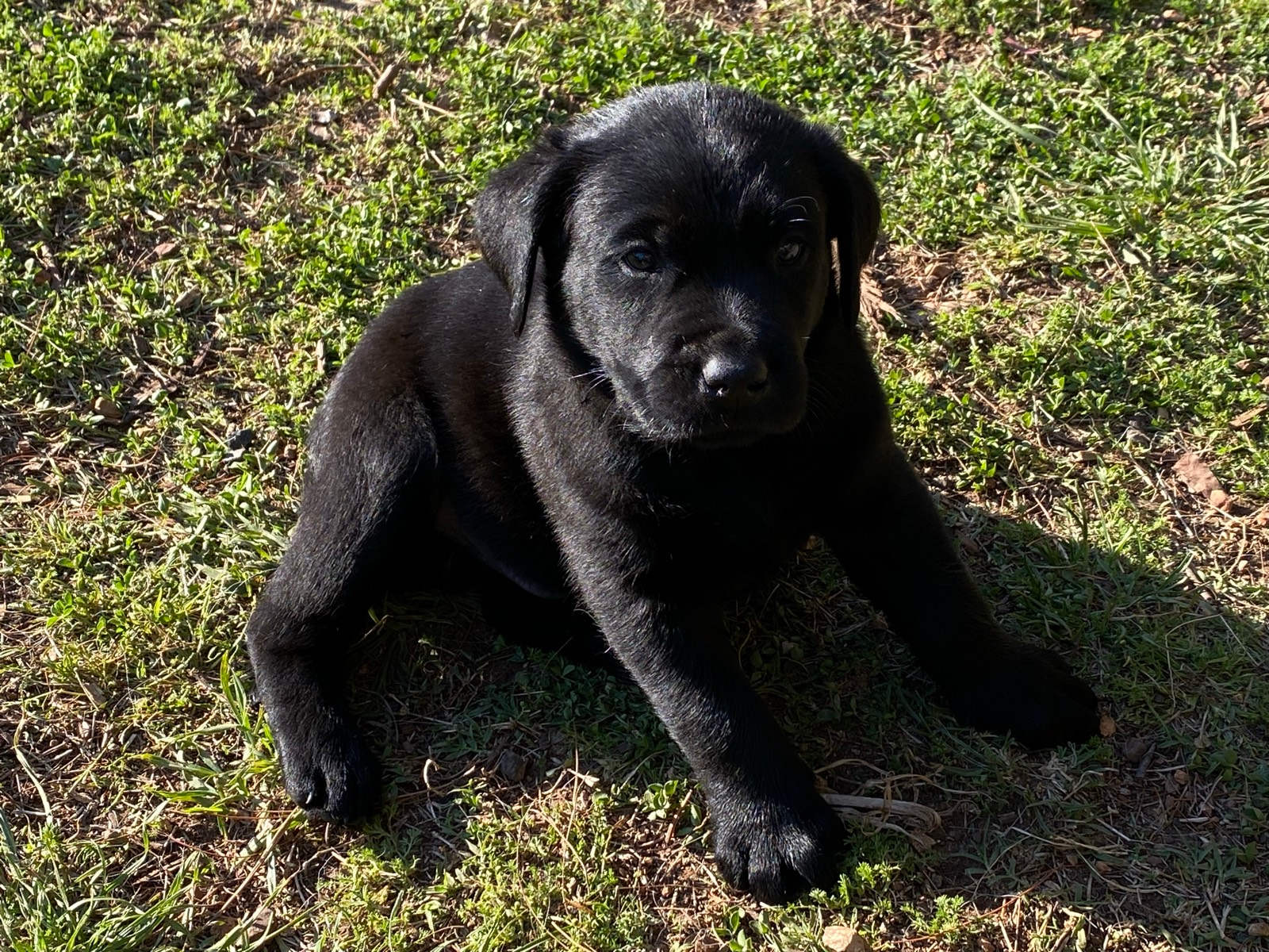 ALL SOLD Puppies Labradors/ Labraheelers Dogs