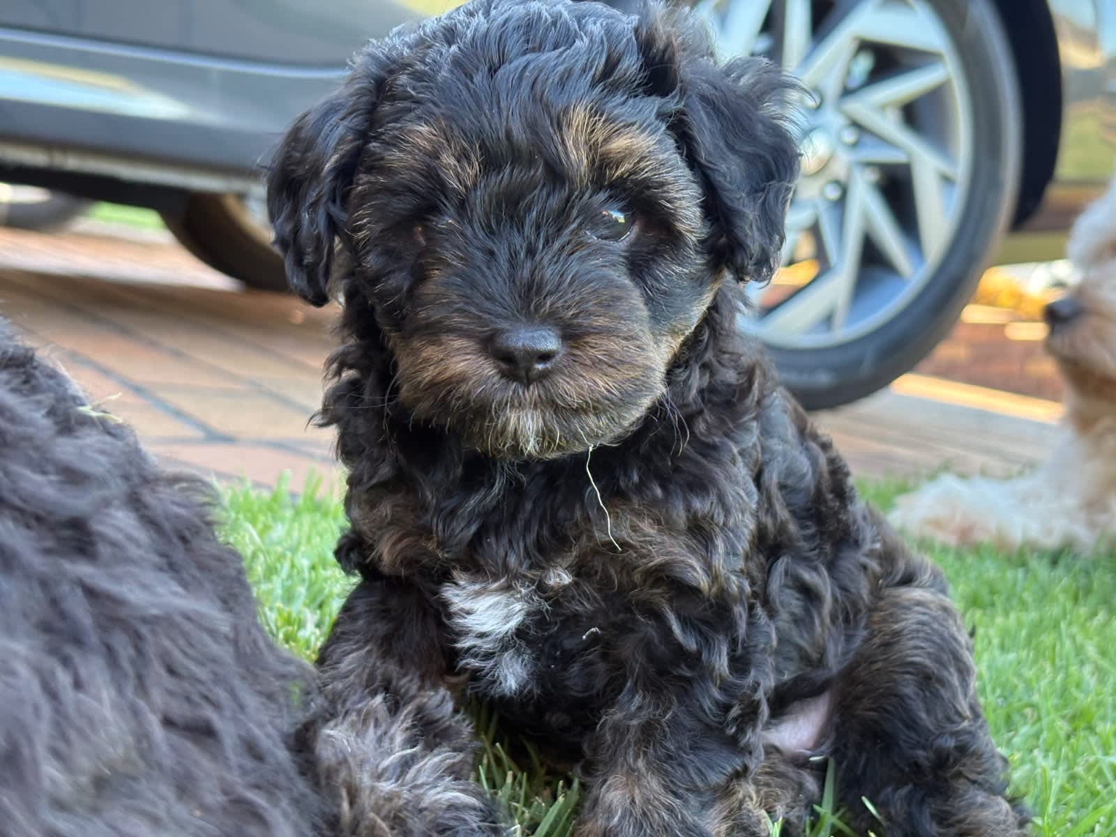 Cavoodle Puppies Dogs Puppies Gumtree Australia Fairfield
