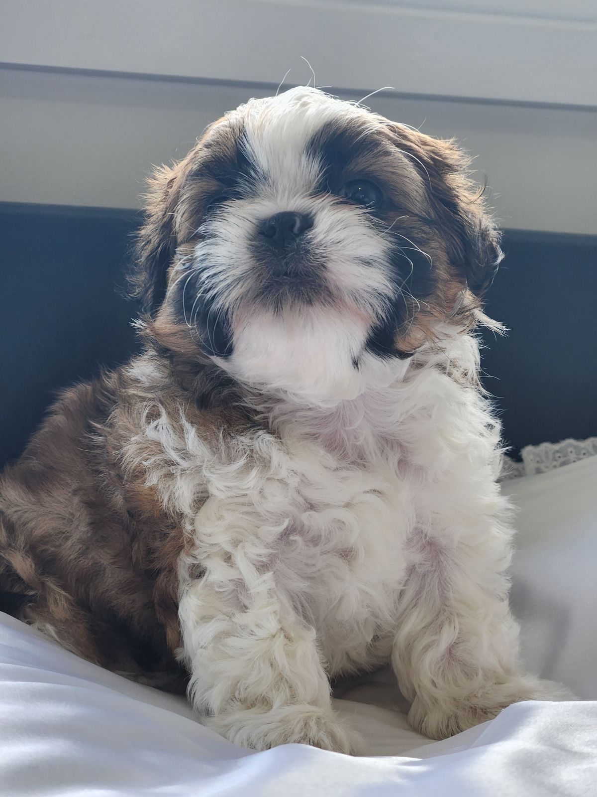 Dog Breed Maltese Shih Tzu Rescue Dogs Shih Tzu Small Dogs