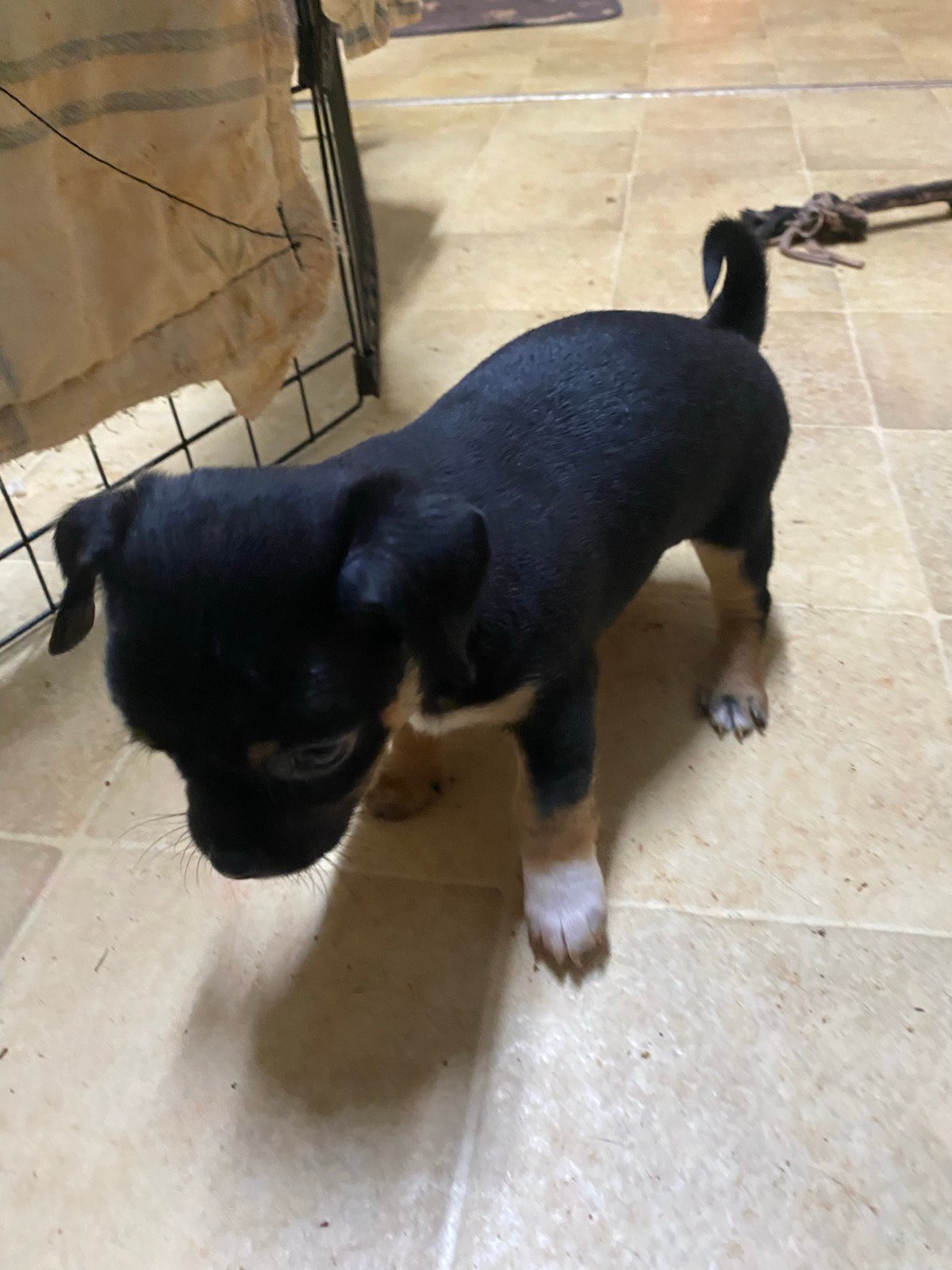 Female chihuahuas cheapest in Qld Dogs Puppies Gumtree