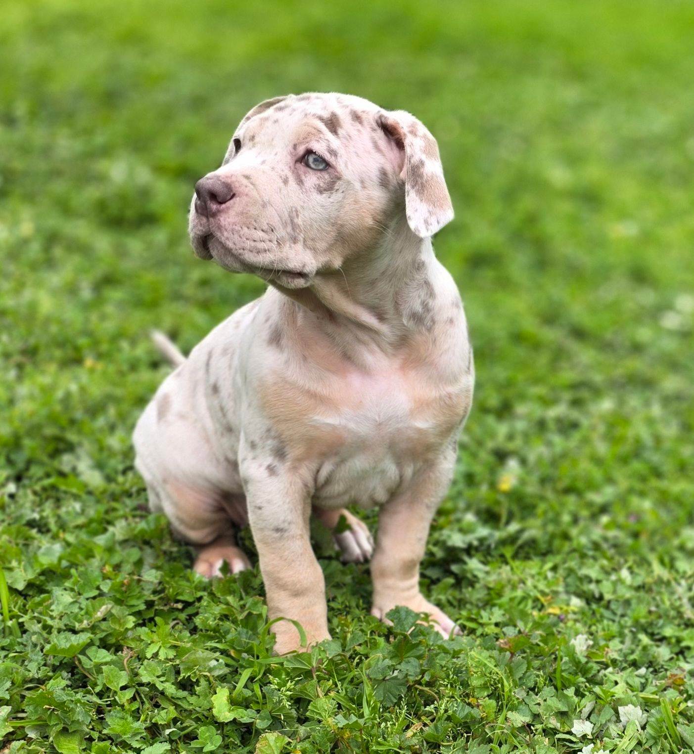 Lilac Female Pitbull Bully Lilac Tri Merle Triple Xl Pitbull “XL