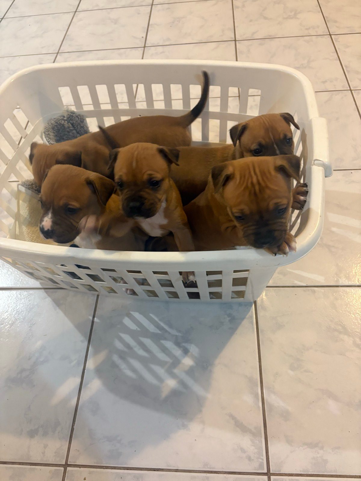 Dog Breed Amstaff For Sale Gumtree American Staffy Puppies Dogs