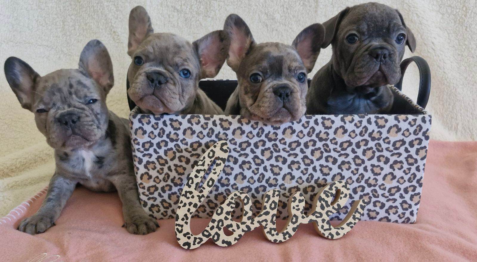 Bulldog Mix French Bulldog Puppy Gumtree PUREBRED FRENCH BULLDOG