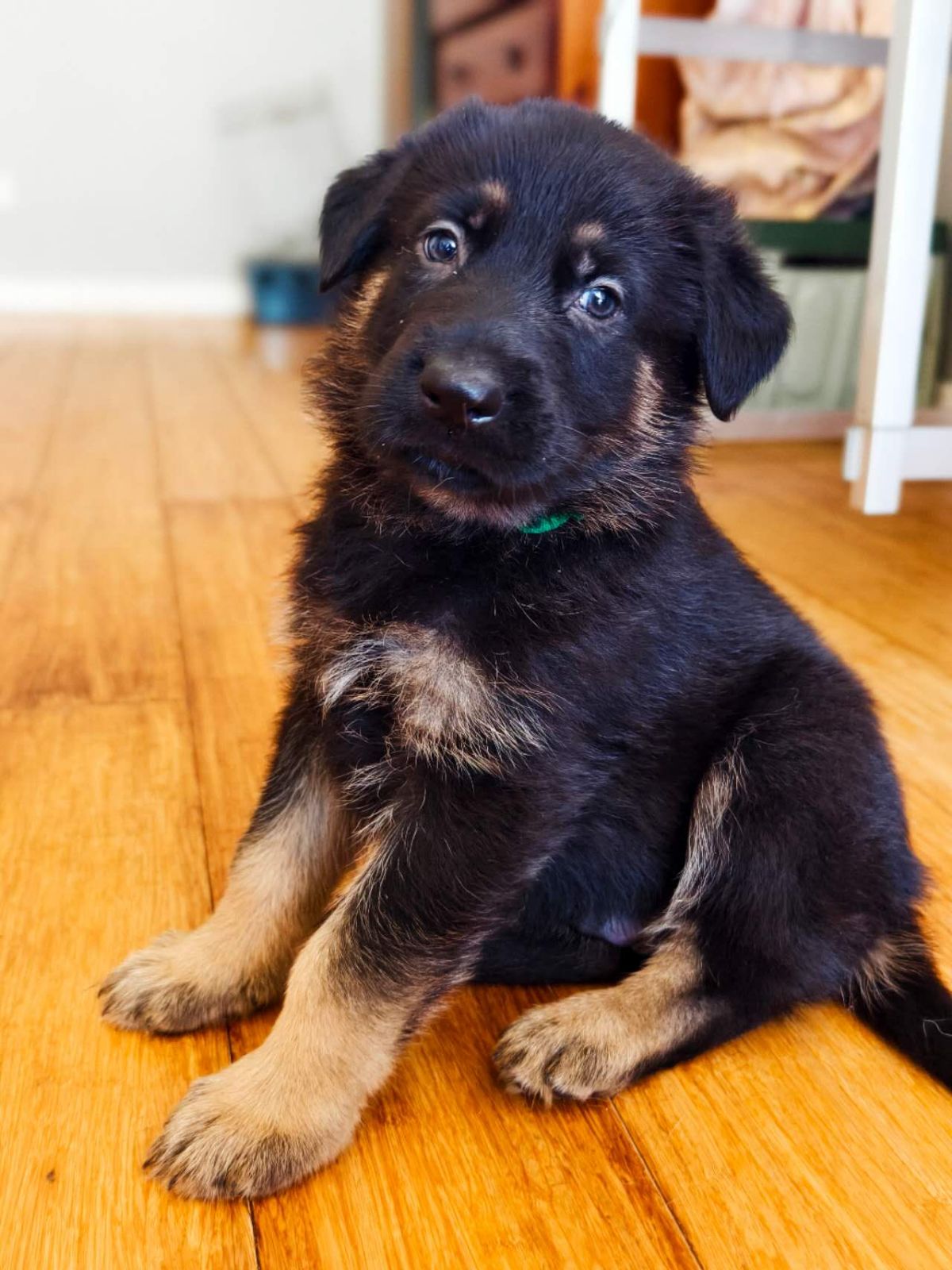 Purebred Full German Shepherd Puppies Purebred German Shepherd