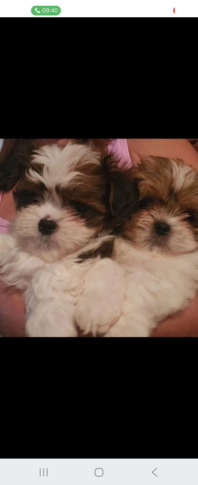 Shihtzu x pomeranian Dogs Puppies Gumtree Australia Gosford