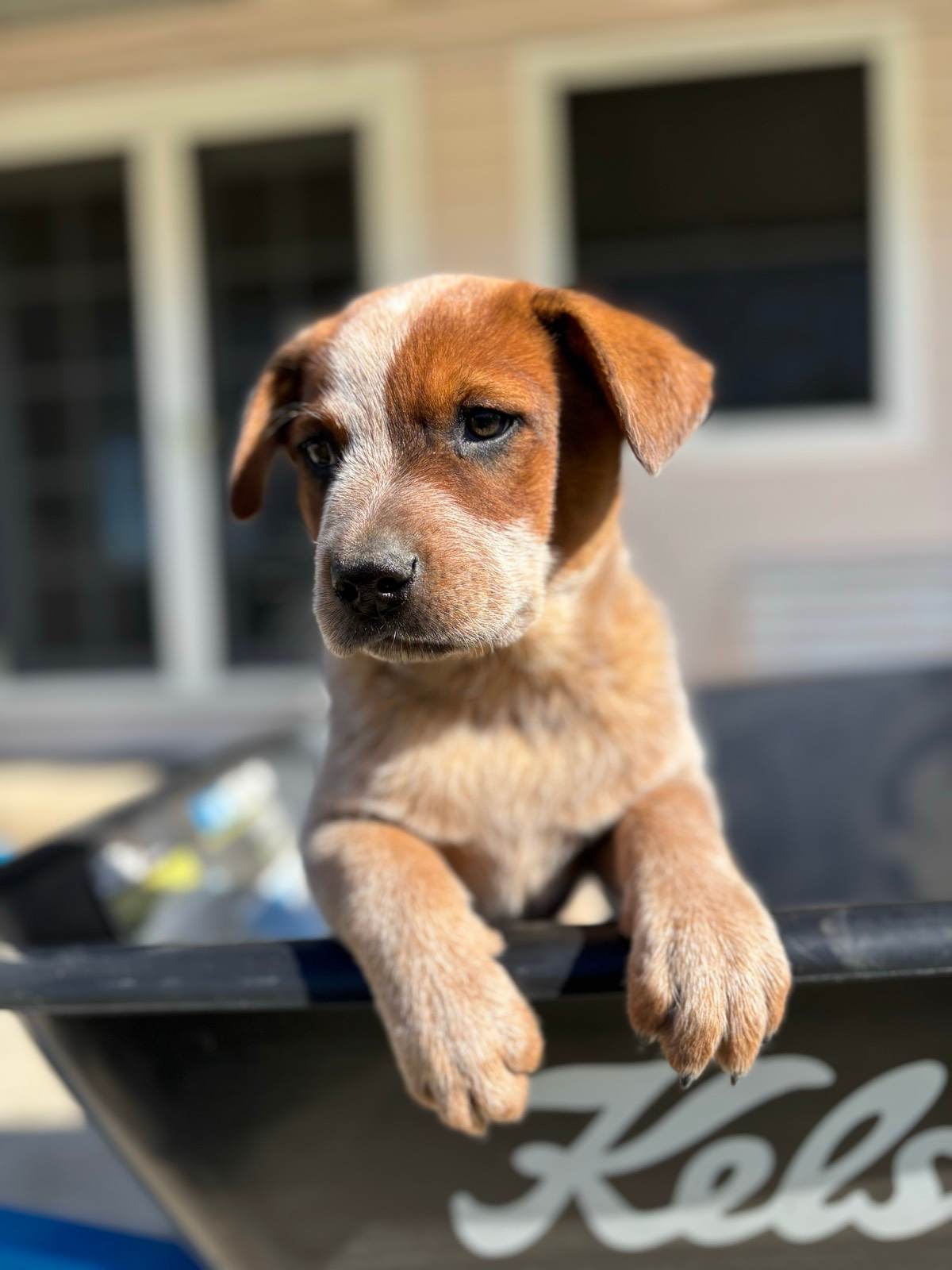 Red cattle dog puppies purebred Dogs Puppies Gumtree