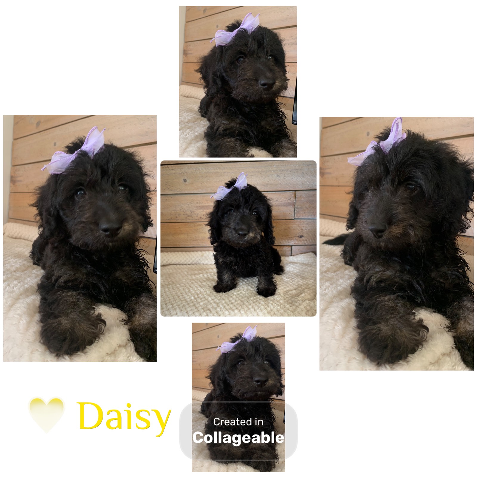 Doxiepoo Puppies (Designer Miniature Dachshund x Toy Poodle