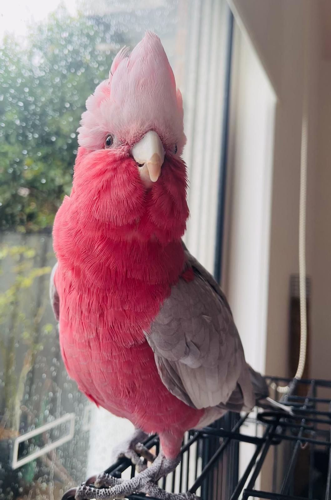 Pink Little Live Pets Parrot Pink Pet Birds Pink Little Live Pets
