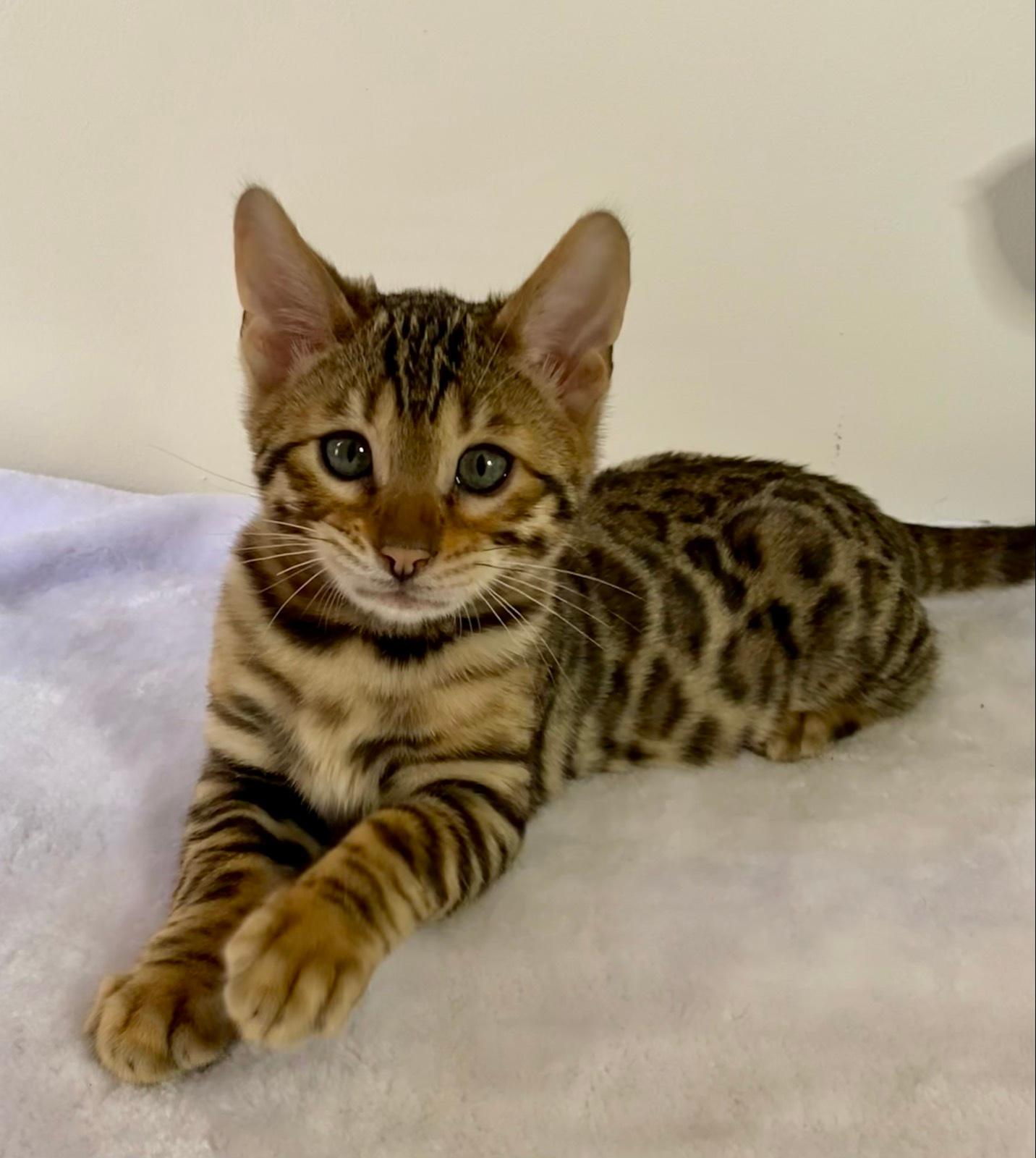 Cat Price Bengal Cat Gumtree Bengal Cats Kittens For Sale Gumtree