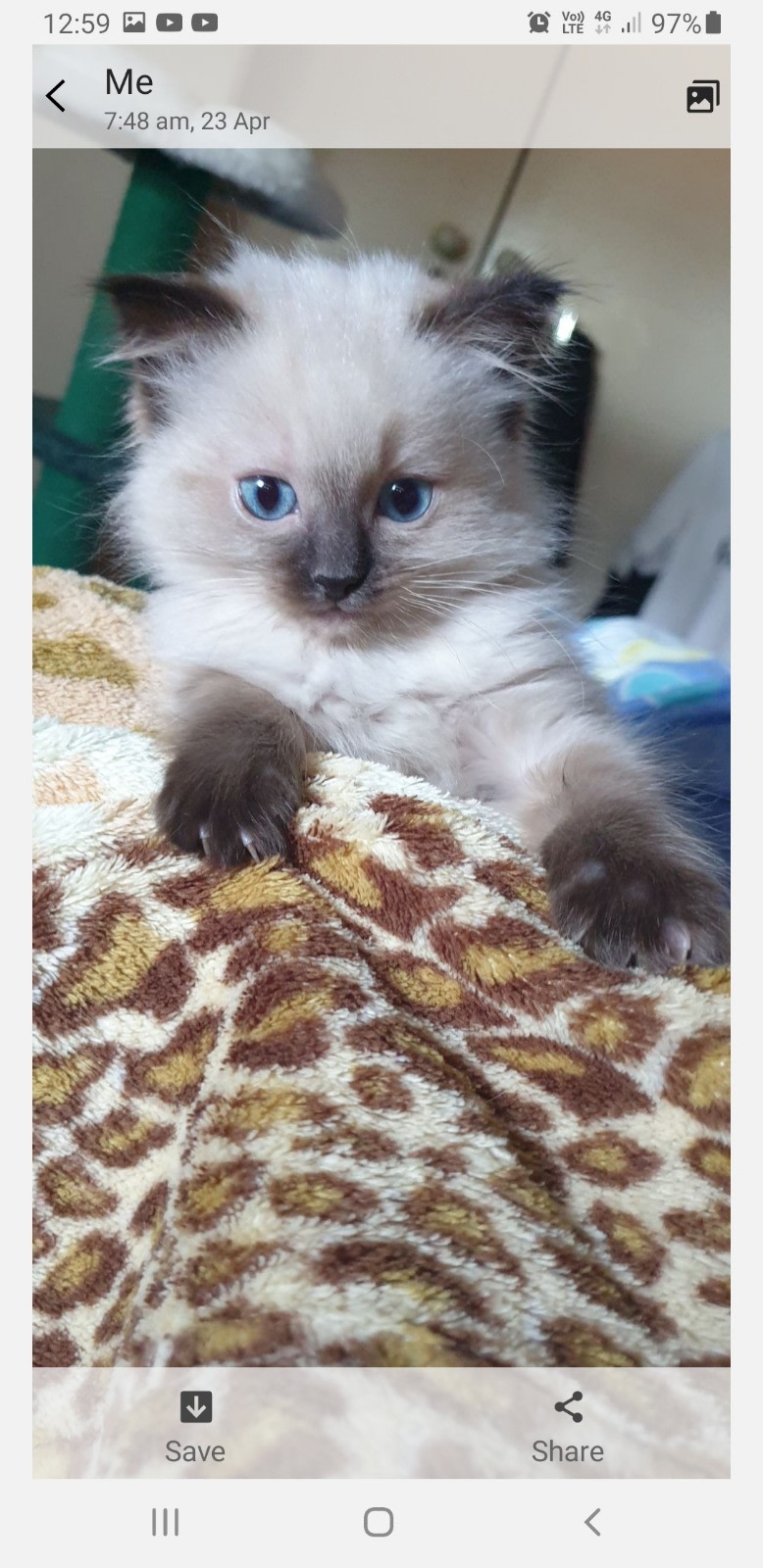 Cat Breed Red Point Ragdoll Kittens For Sale Blue Point Seal Point