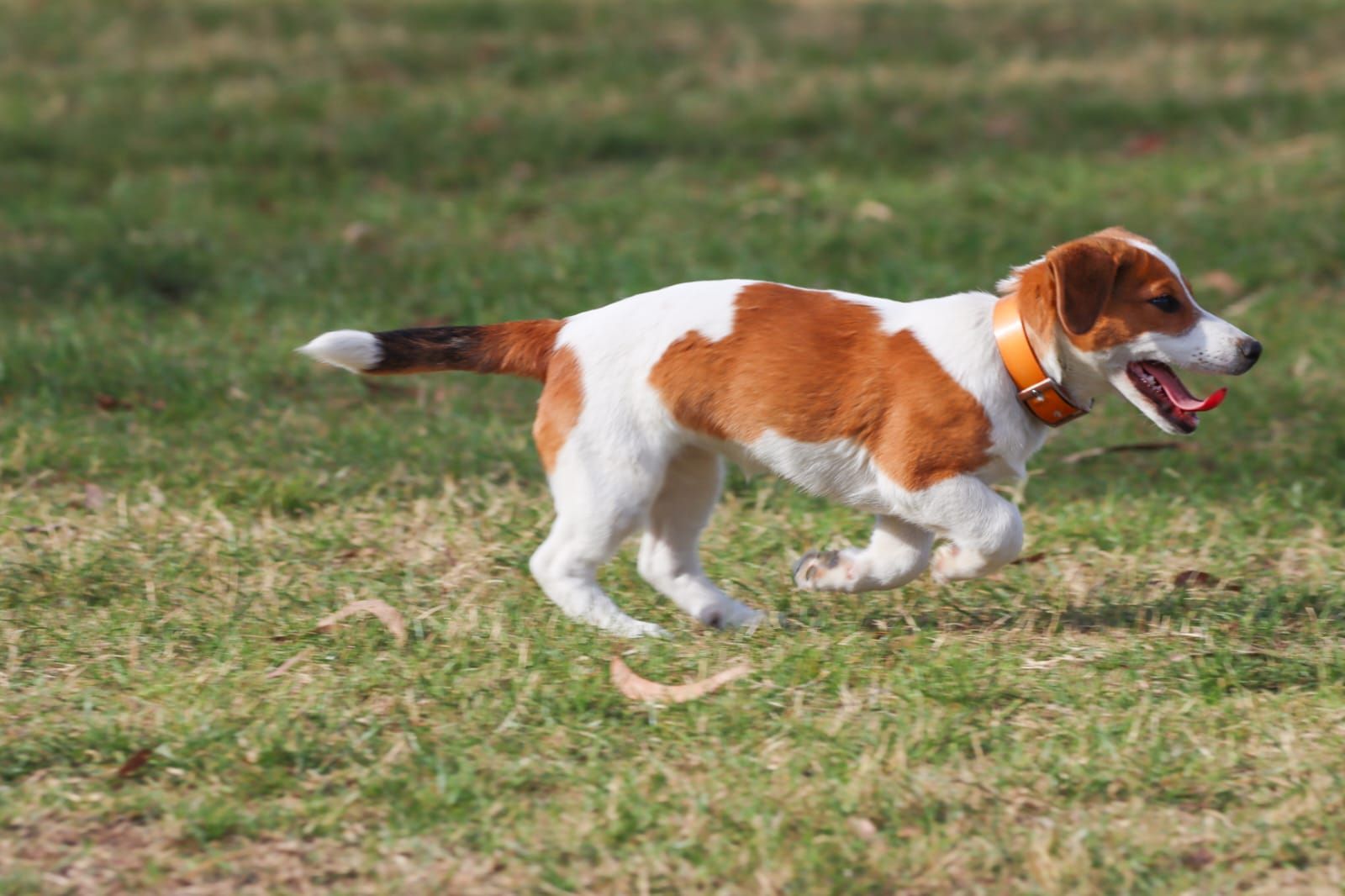 Russell Cross Jack Russell Beagle Mix For Sale Beagle Cross Jack