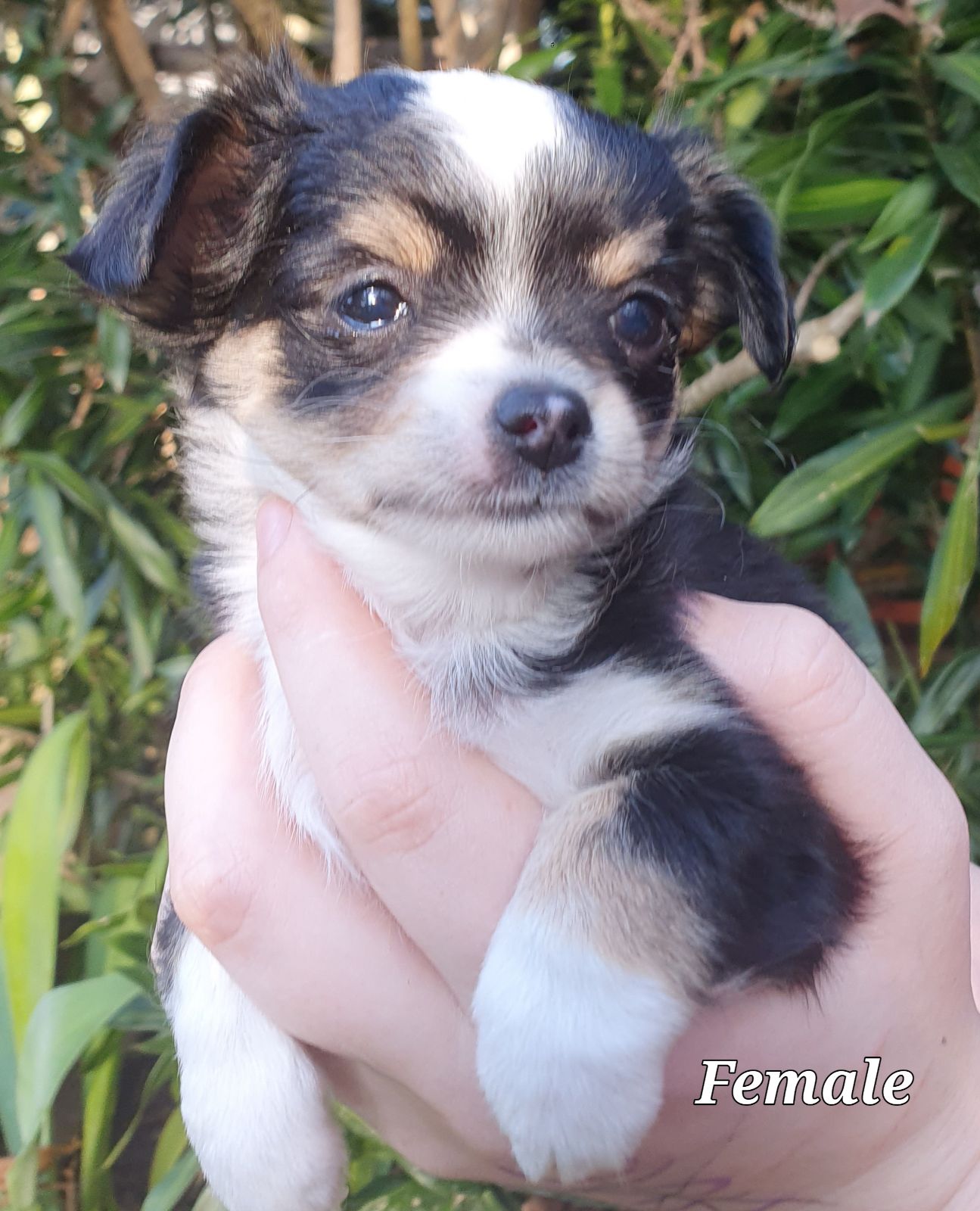 Long Haired Chihuahua Dog Teacup Chihuahua Ni Chihuahua Dog