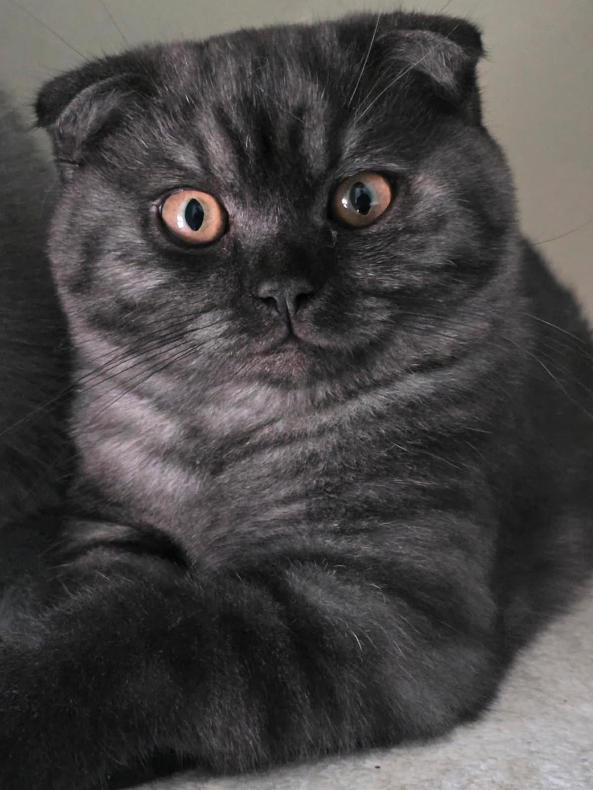 Female Black Shorthair Cat British Shorthair Kittens For Sale In