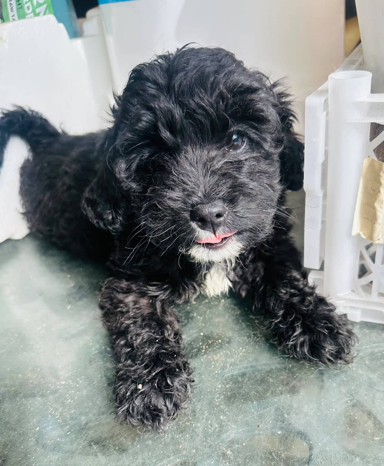 Cavoodle puppy last of litter weeks old Dogs Puppies