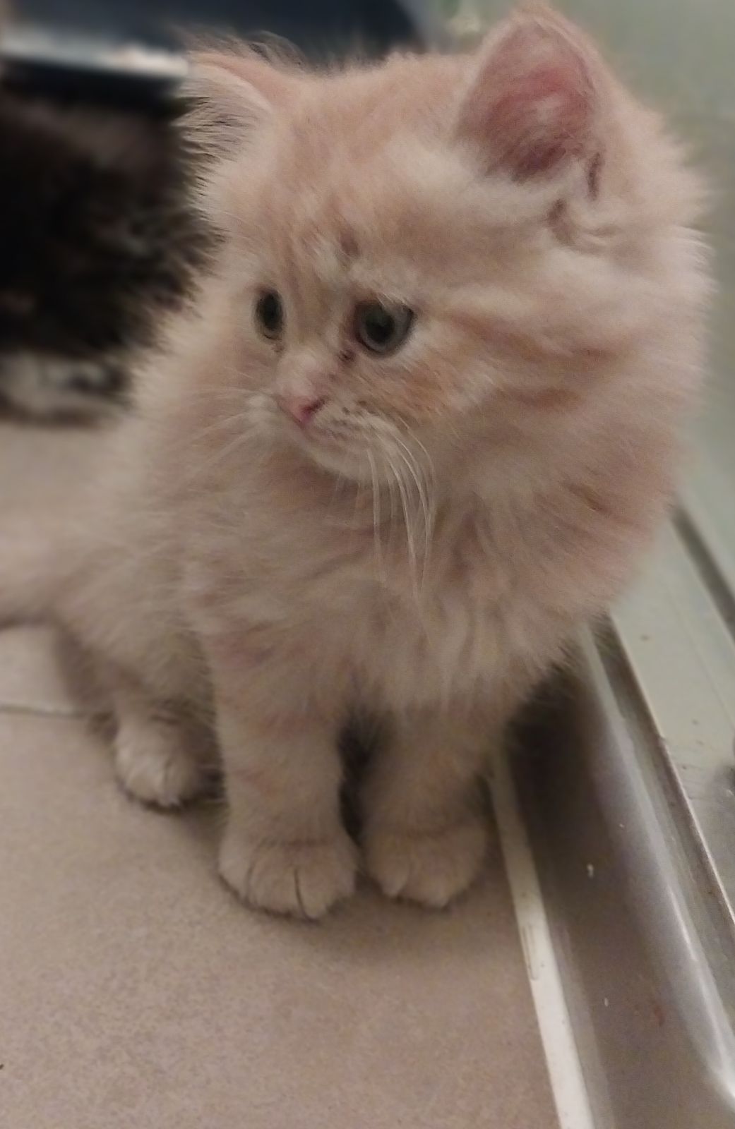 Persian x Manx Kittens and Ragdoll x Persian Kittens for sale Cats