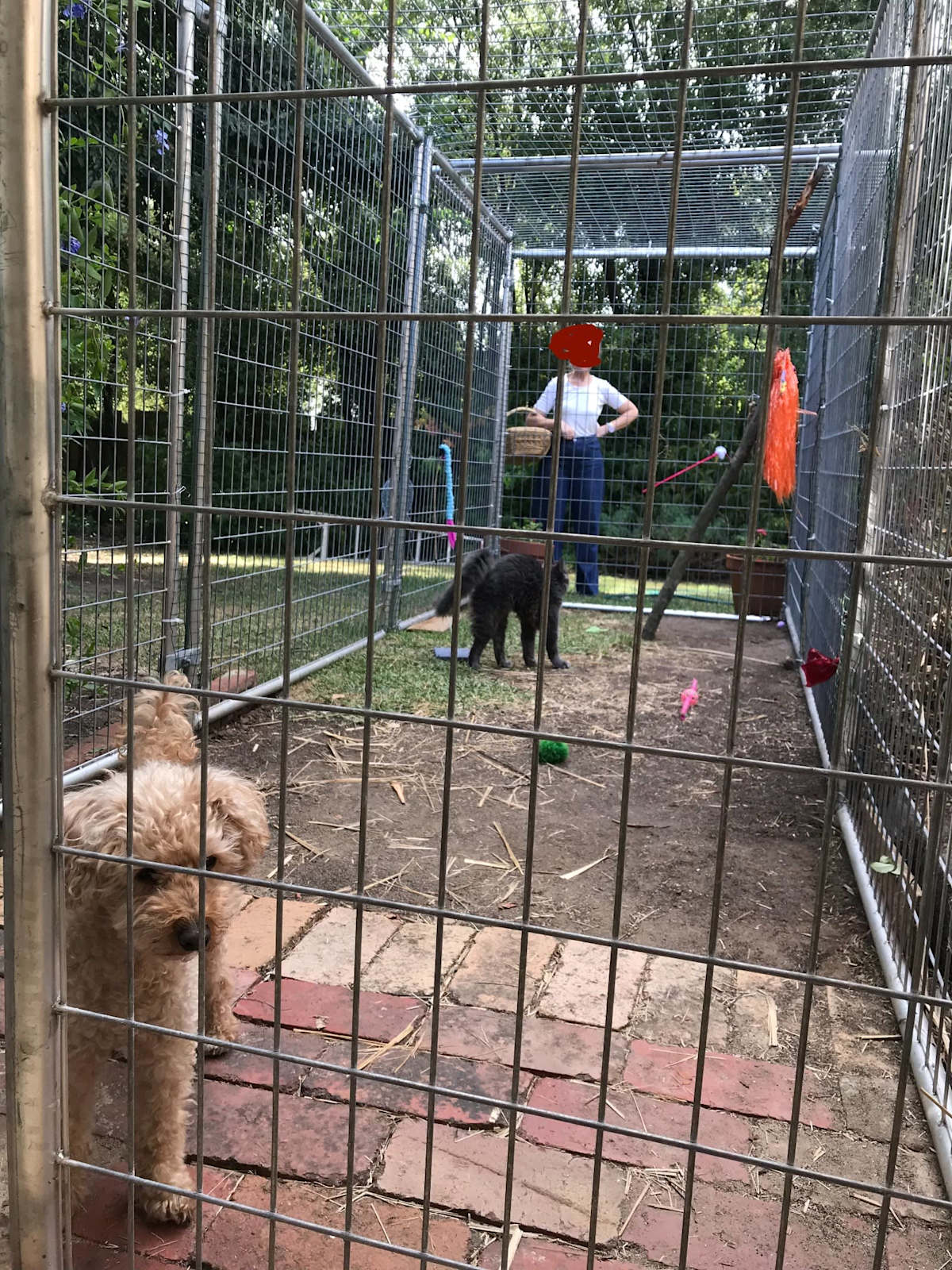 Pet Enclosure Cat Cage Gumtree Large Metal Cat Cage Pet Products