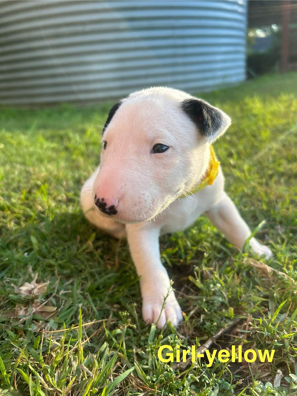 Puppies Female Bull Terrier For Sale Cheap Miniature English Bull