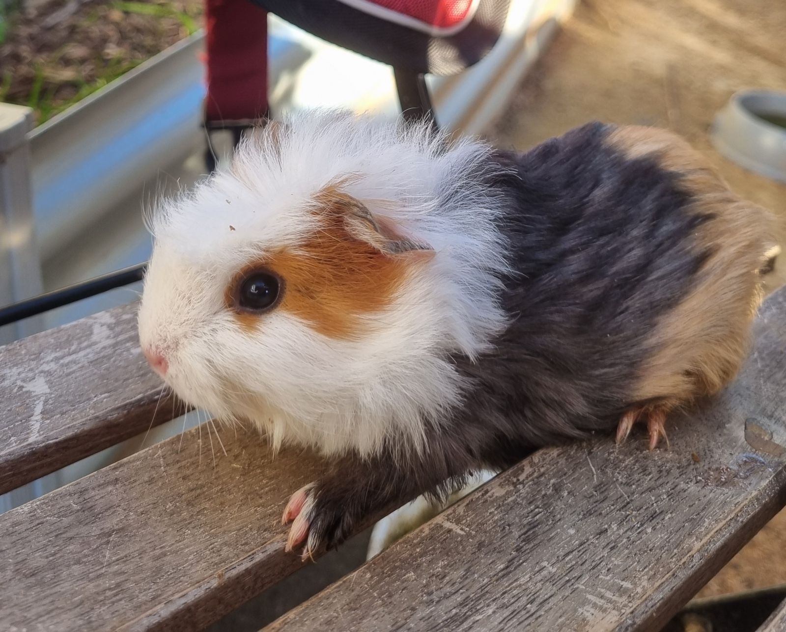 Coronet Guinea Tortoiseshell And White Guinea Pig Sheltie Guinea