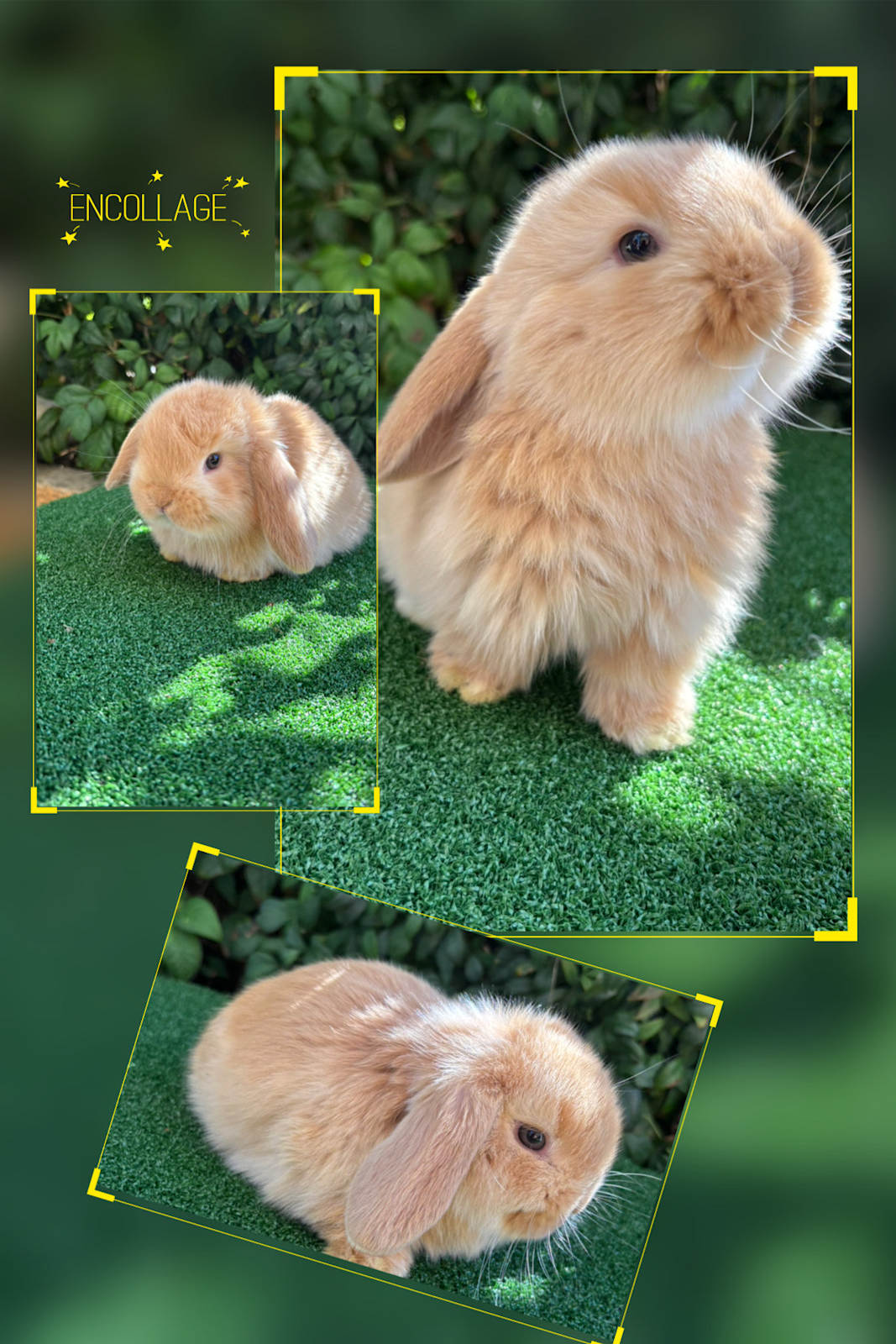Mini Lop Rabbit Cinnamon Pure-bred Mini Lop Bunnies Available