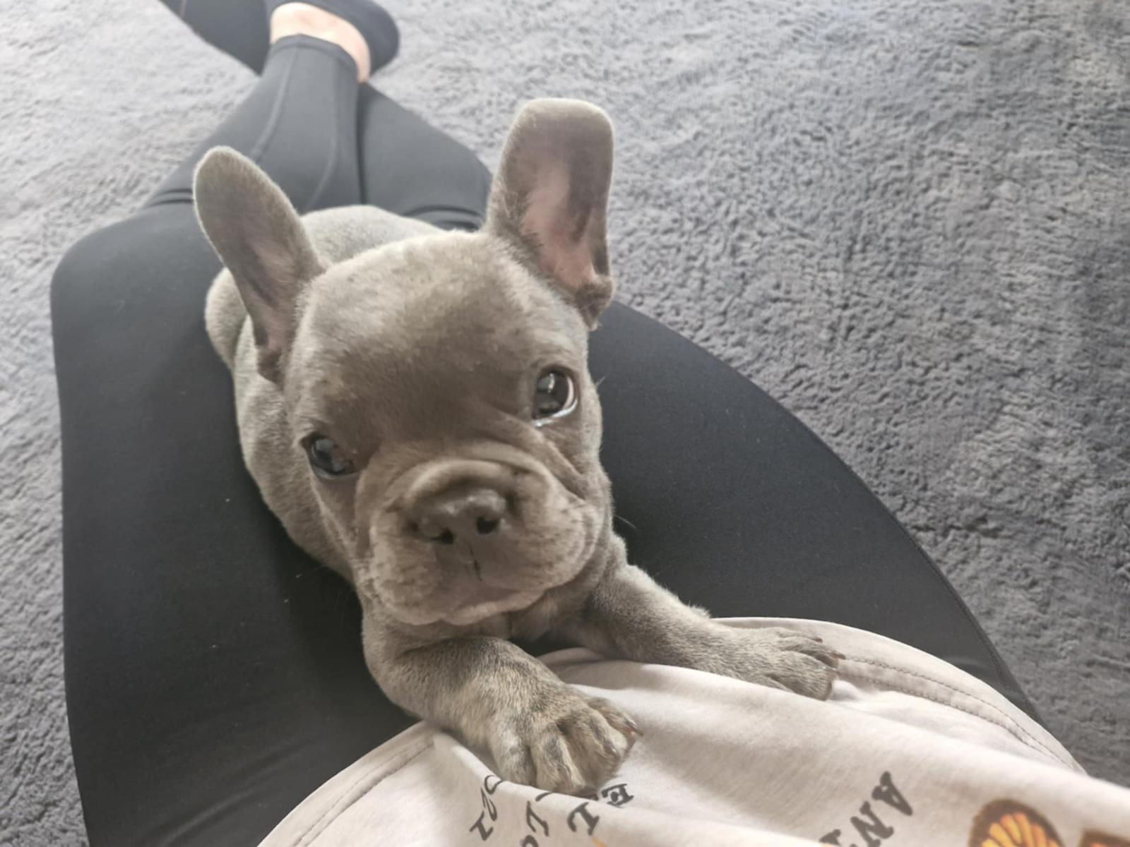 Blue French Bulldog Puppies Cheshire Registered Blue French