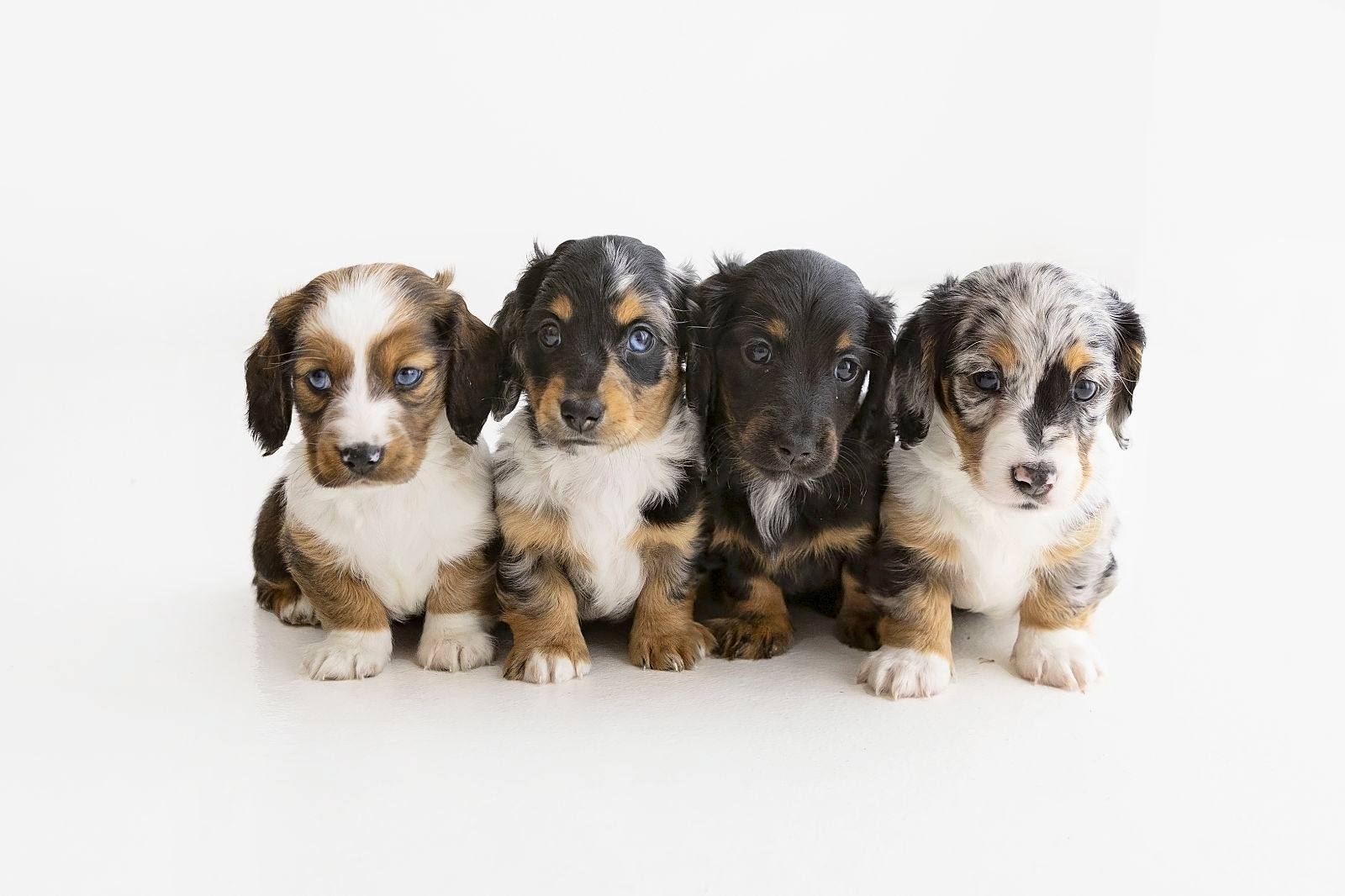 Silver Dapple Dachshund Long Haired Miniature Dachshund Breeder