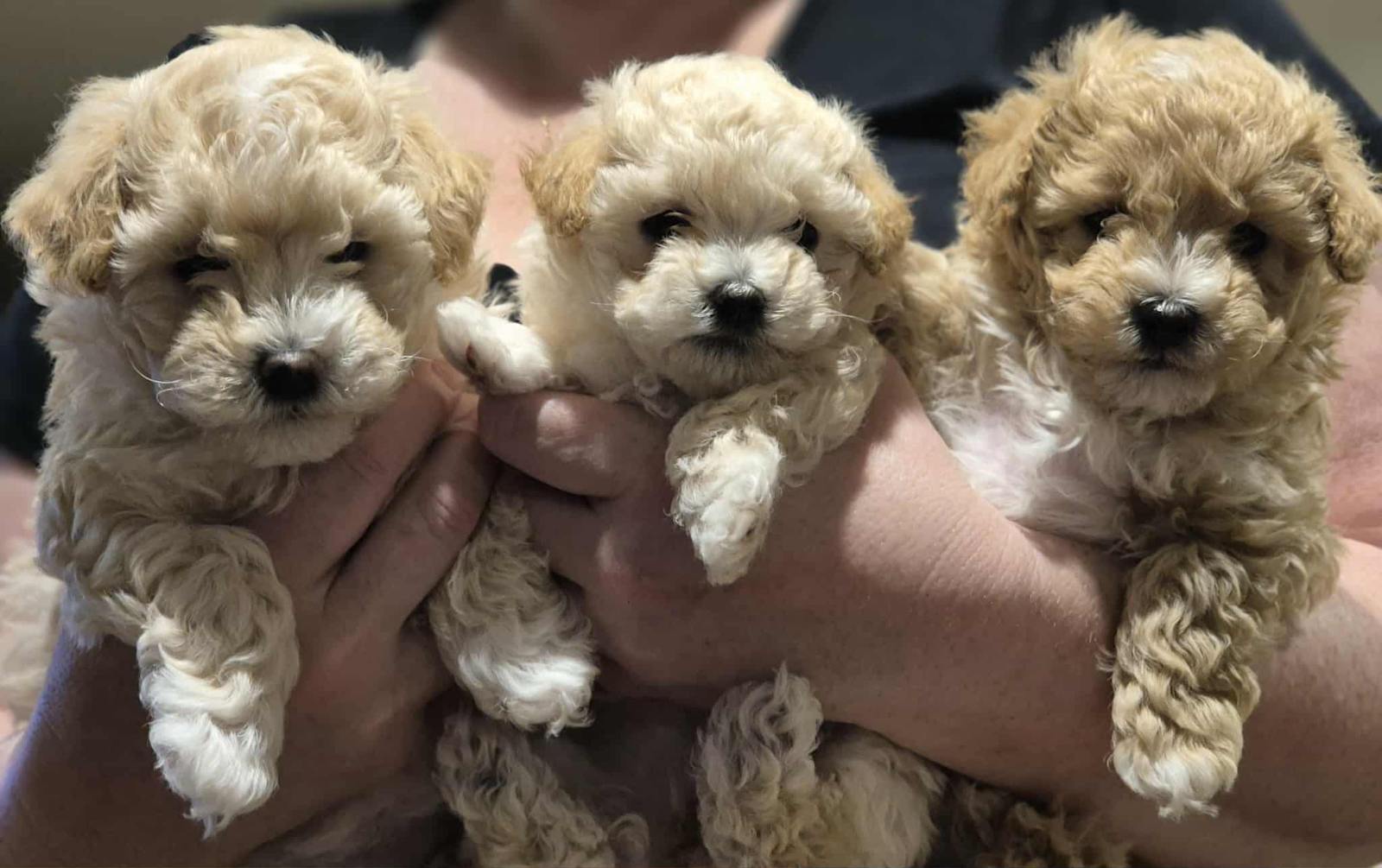 Moodle Breed Cheap Moodle Puppies For Sale Moodle Puppies Dogs