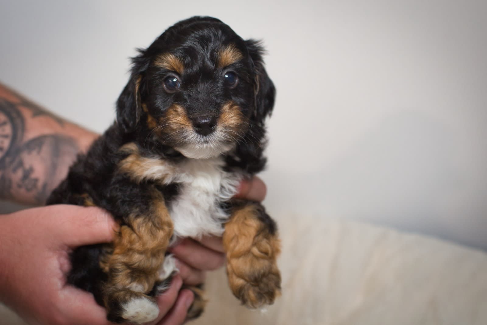 Animal Cavoodle Gumtree Cavapoo Cavoodles For Sale Gumtree Red Toy