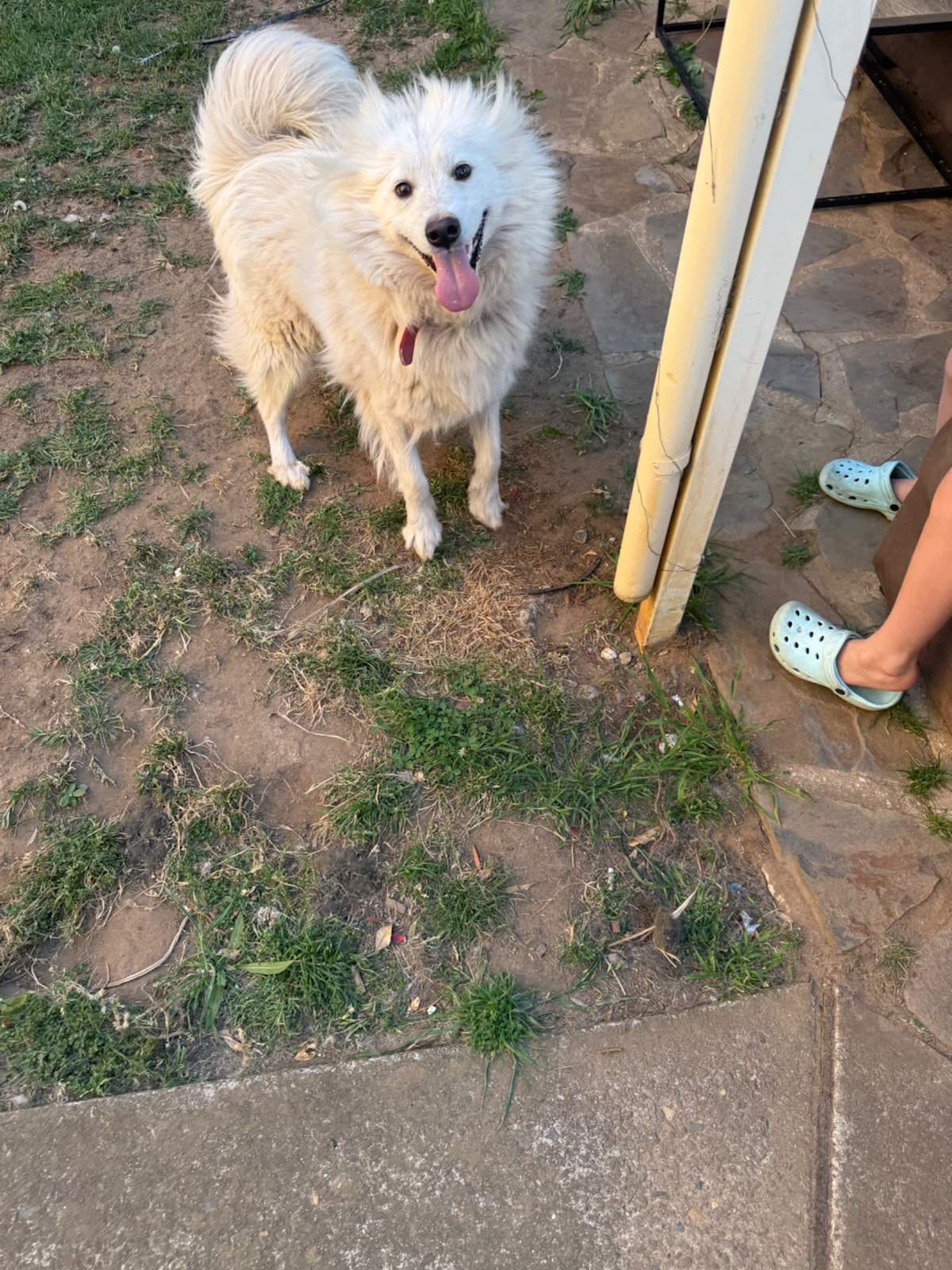 year white Dog Samoyed Dogs Puppies Gumtree Australia