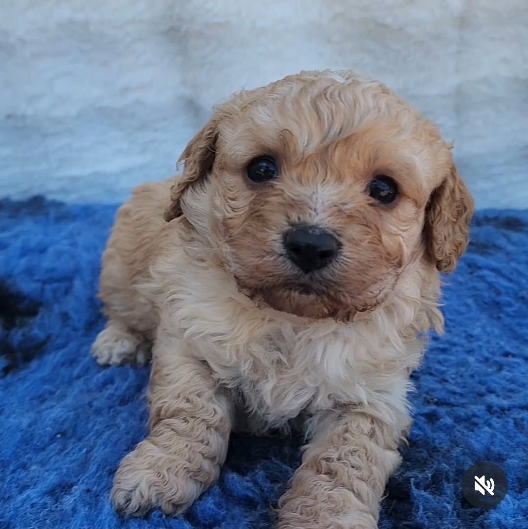 Female Cavachon Cavachon Puppies Gumtree Cavachon Puppies For Sale