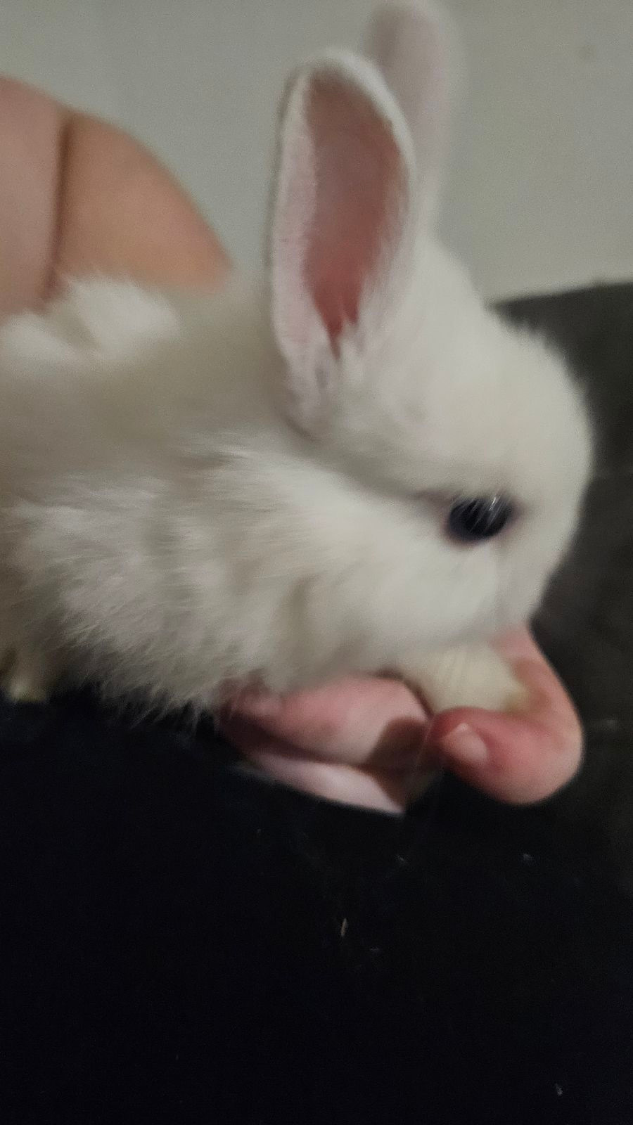 Lop Blue Eyed White Netherland Dwarf Rabbit Blue Eyed White Polish