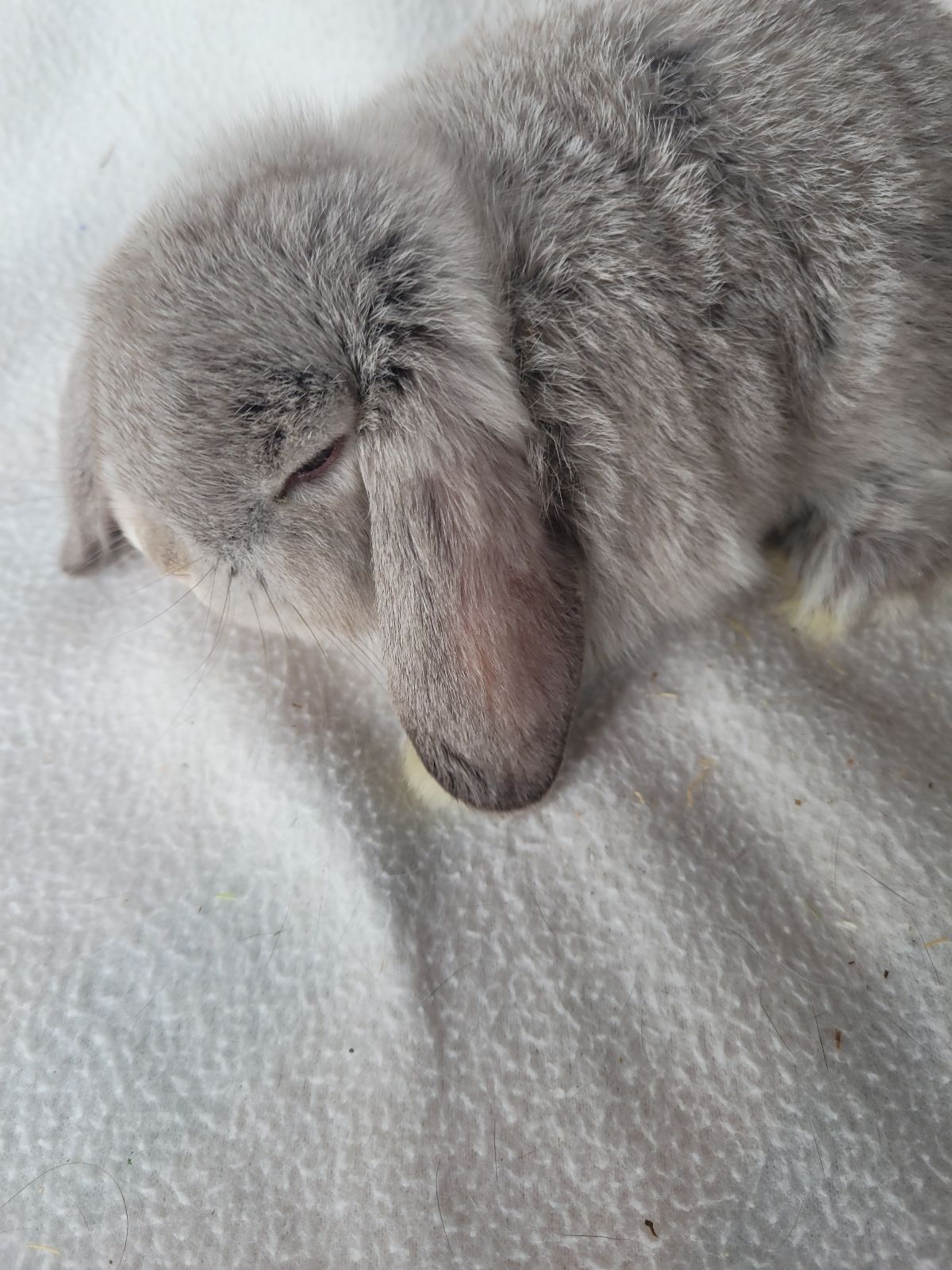 mini lop rabbits Pending Rabbits Gumtree Australia Wollongong