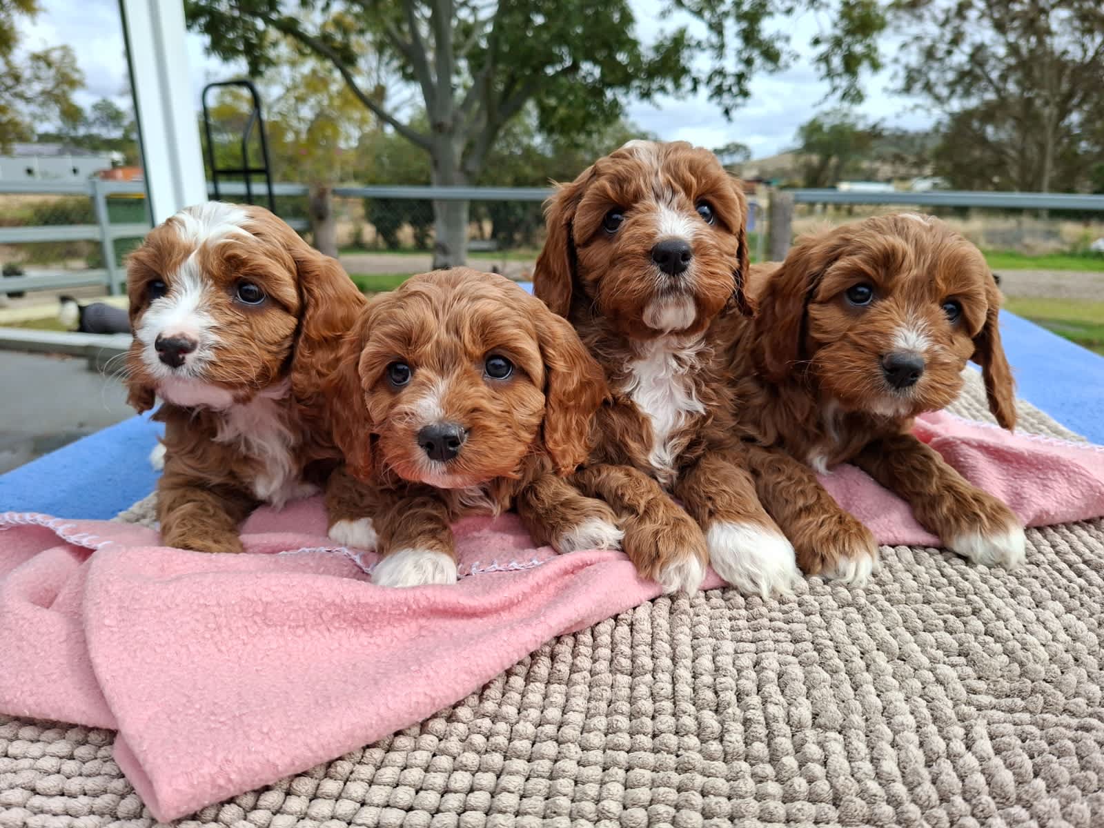King Charles Cavoodles For Sale Gumtree Cavalier King Charles