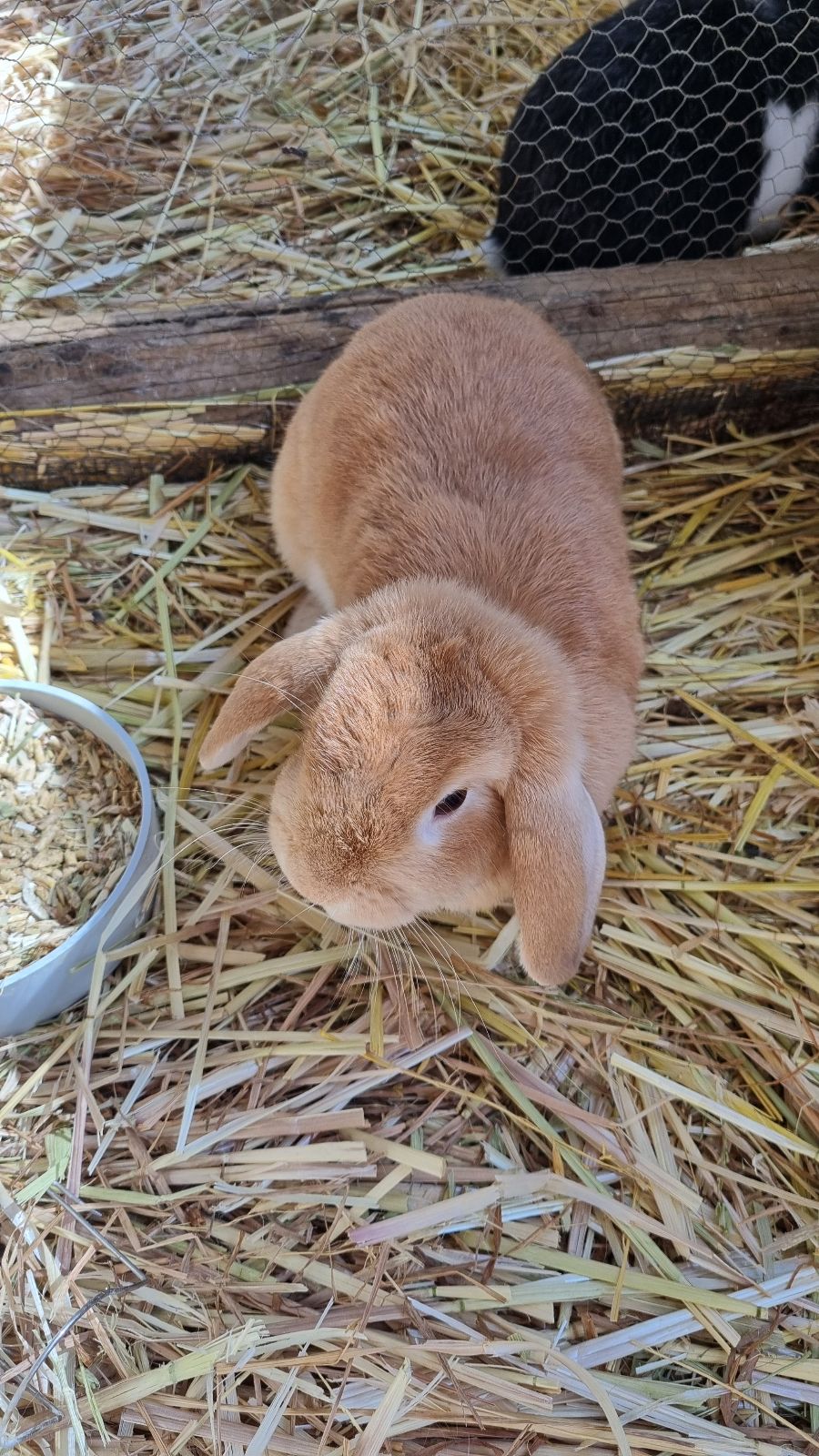 Holland Lop Female Rabbits 2x Female Adult Mini Lops Rabbits