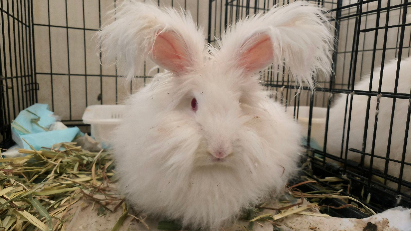 English Angora Rabbit Rabbits Gumtree Australia Blacktown Area