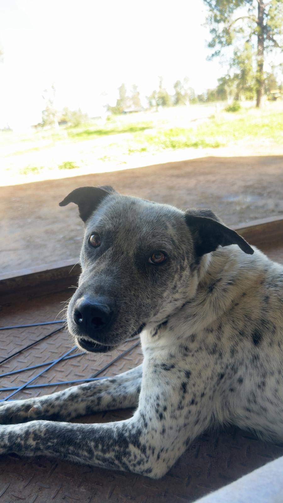 Old German German Cattle Dog Australian Cattle Dalmatian German