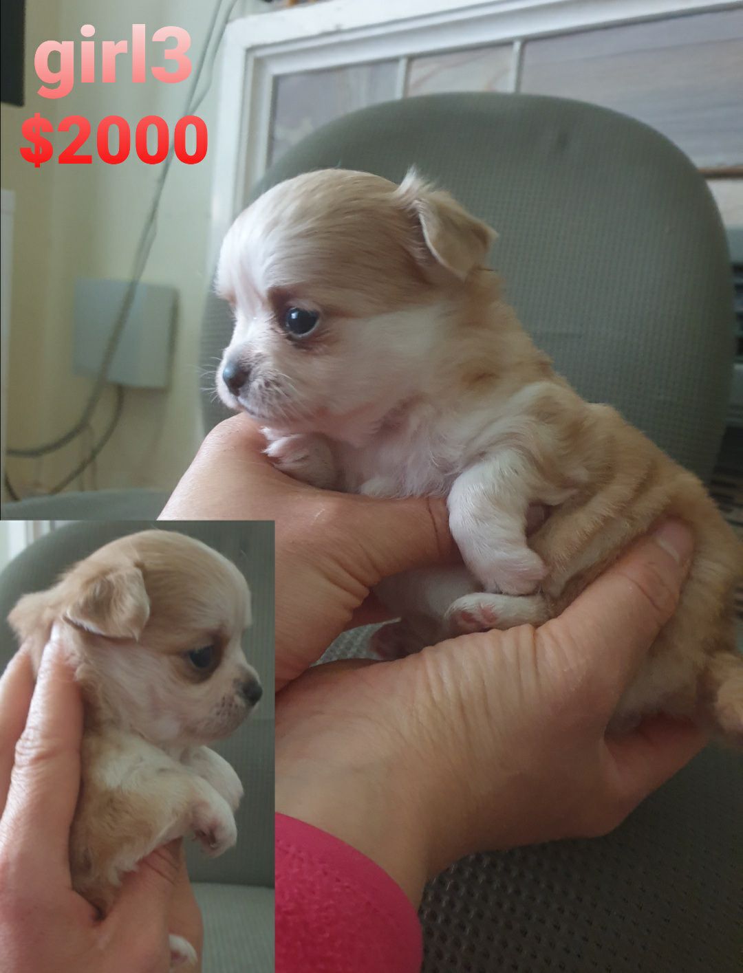 Gumtree Australia Gumtree Chihuahua Dogs For Sale Animal Gumtree