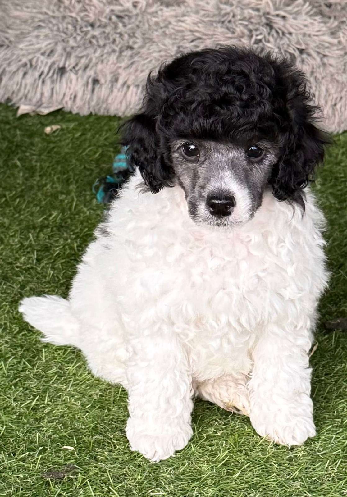Miniature Poodle Black And White Toy Parti Poodle Puppies For Sale Gray Toy  Parti Poodle Information, image size:1117x1600