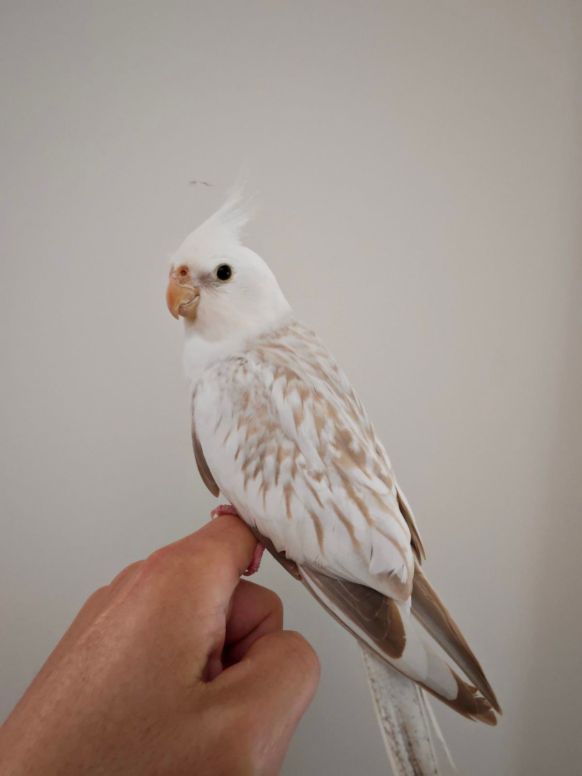 Budgies Cockatiel Cage Gumtree Cockatiel's Parakeets For Sale