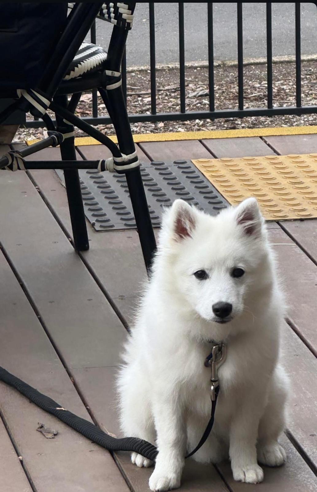 Japanese Australian Spitz Dog Japanese Spitch Dog Japanese Spitz - Main Image