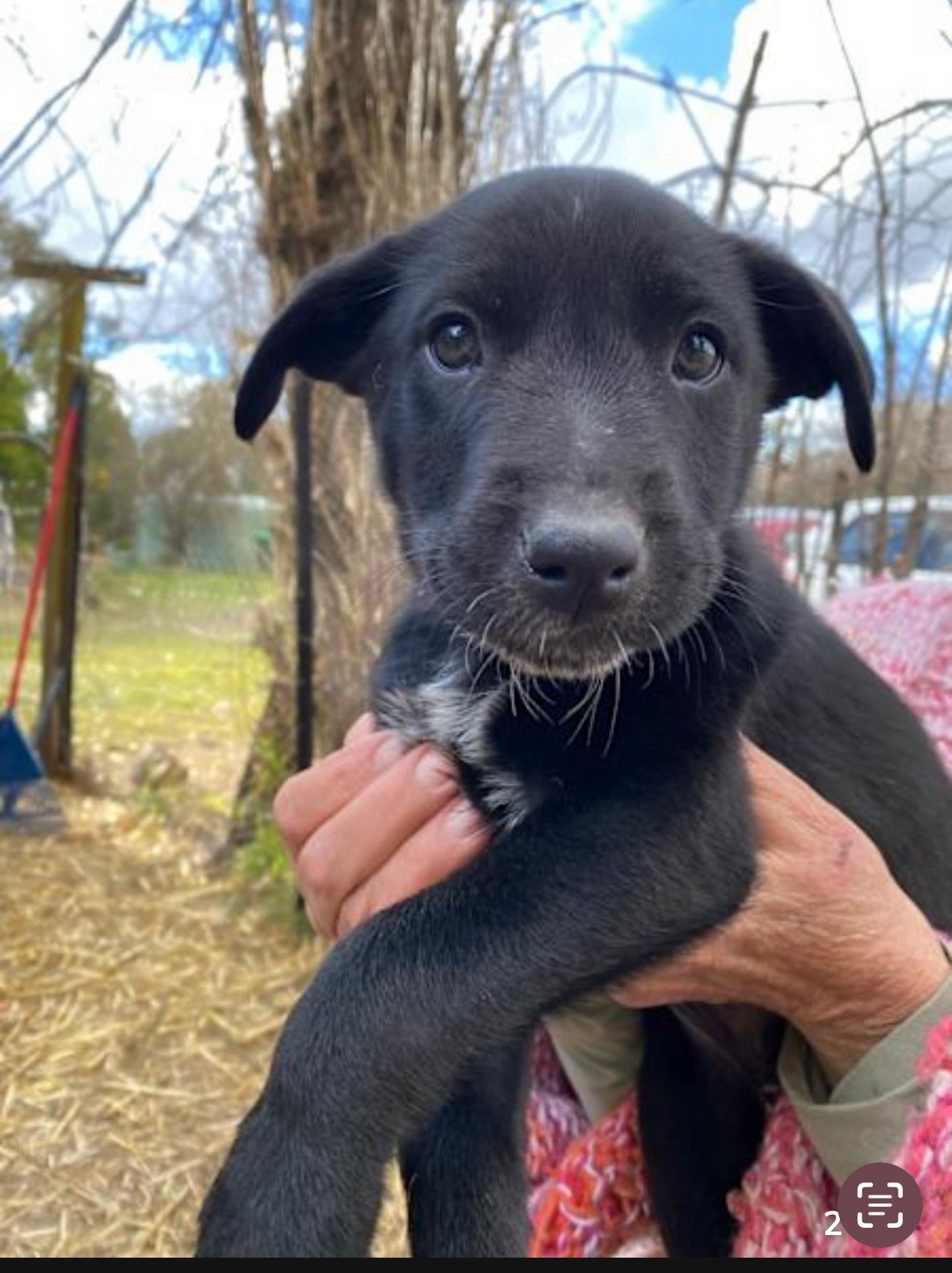 Blue Heeler Kelpie Border Collie Puppy Kelpie X Koolie X Collie