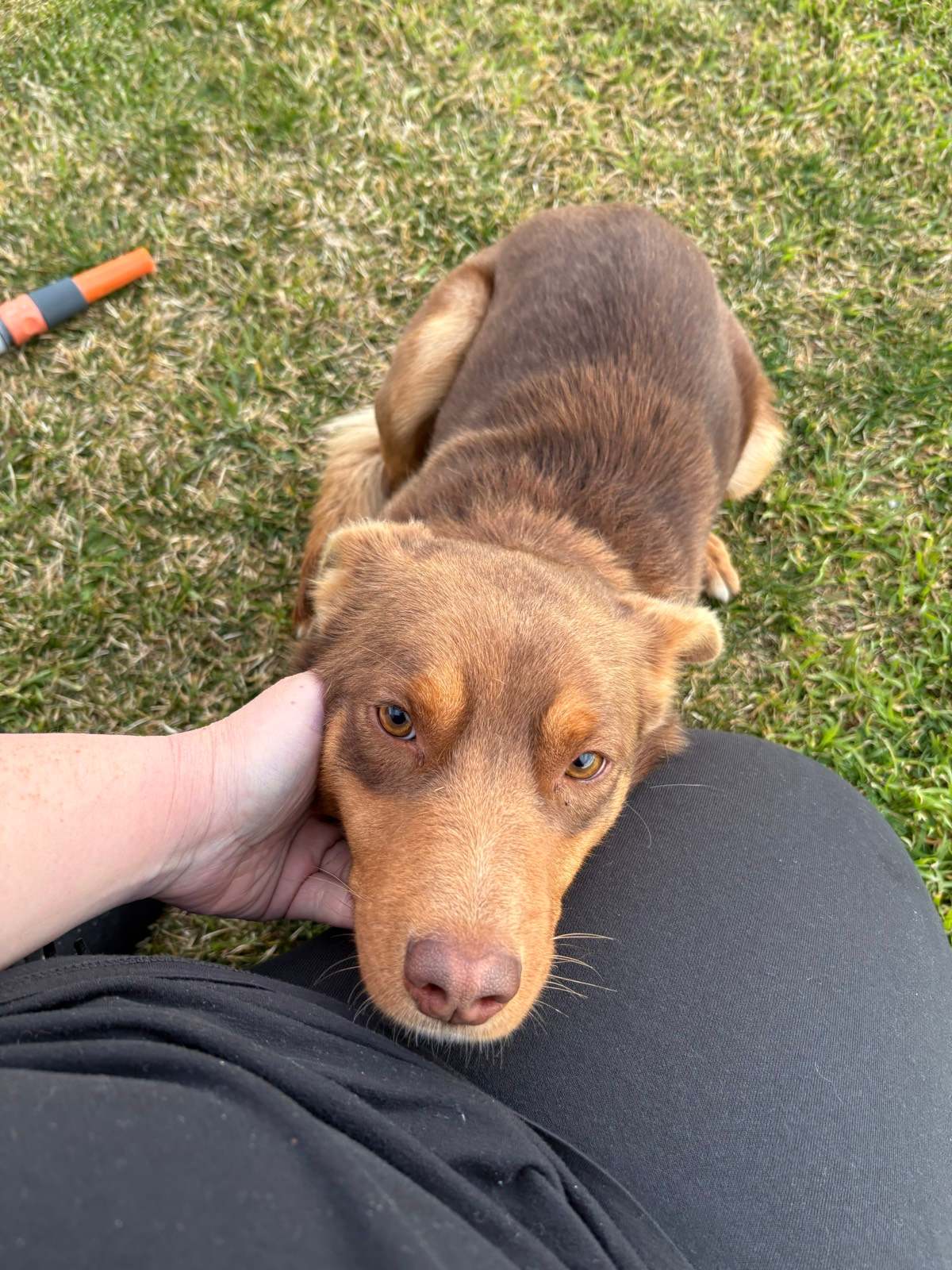 Kelpie Staffy Cross Ridgeback Puppies For Sale Kelpie Ridgeback