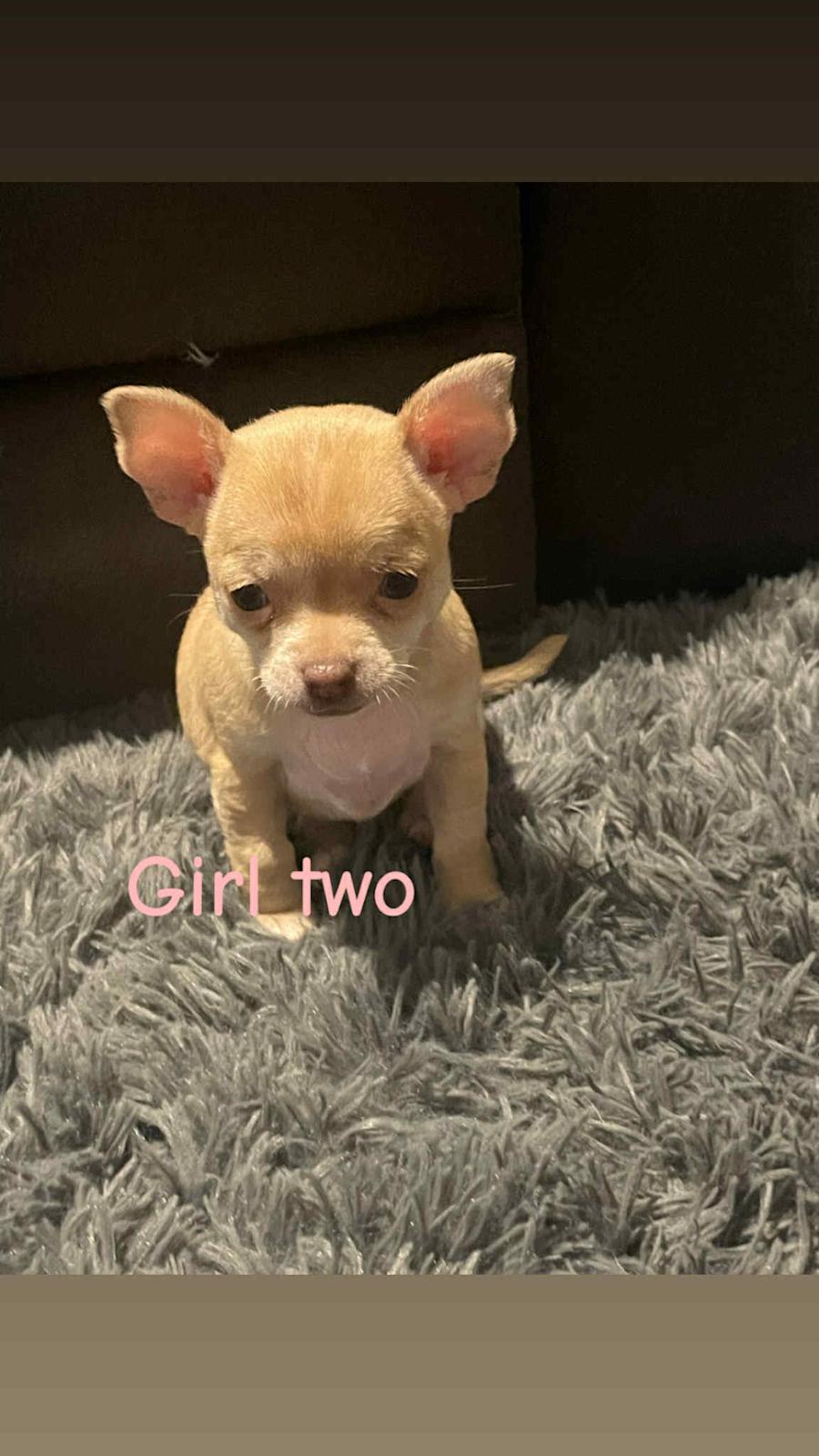 Male Chihuahua Gumtree Chihuahua Dogs For Sale Very Tiny Purebred