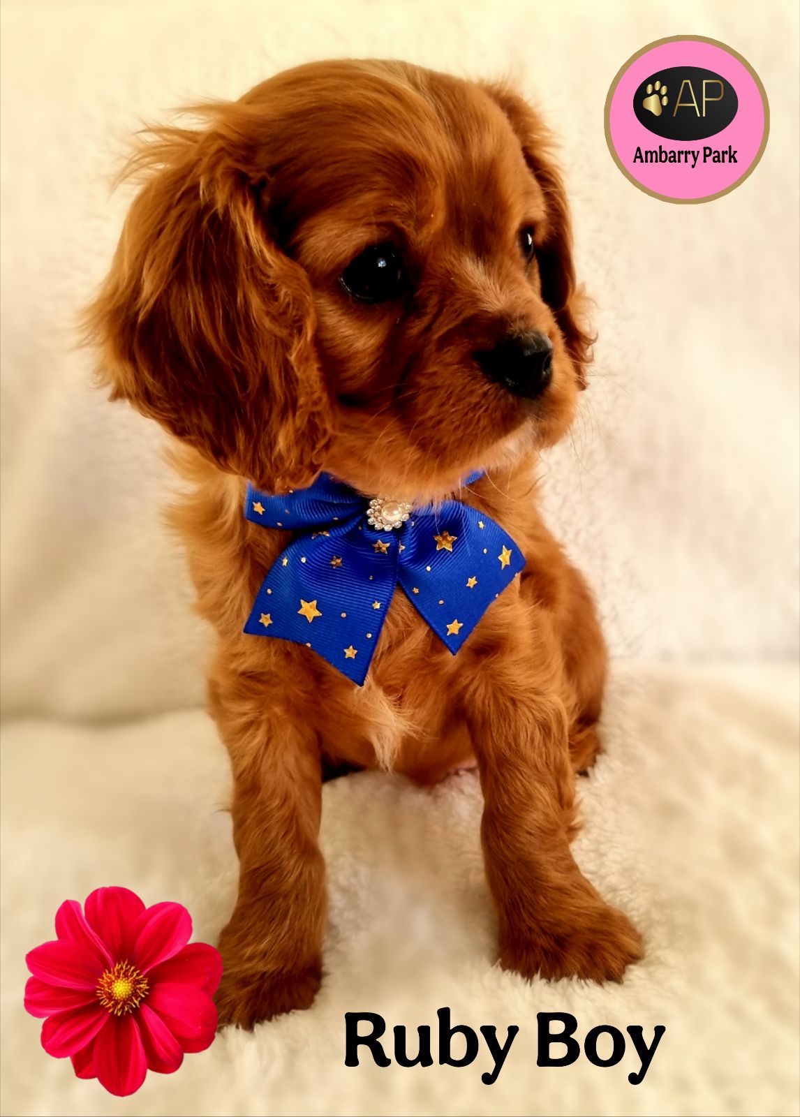 Ruby Cavalier Puppy Ginger Cavalier King Charles Spaniel Cavalier