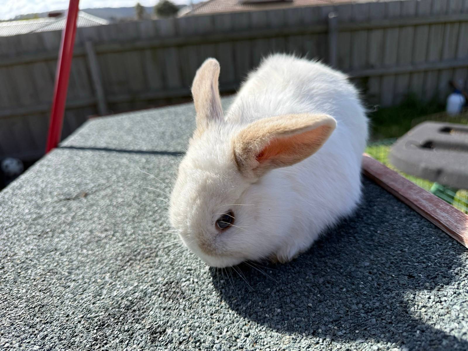 Netherland Dwarf Lop Cheap Bunnies For Sale Netherland Dwarf