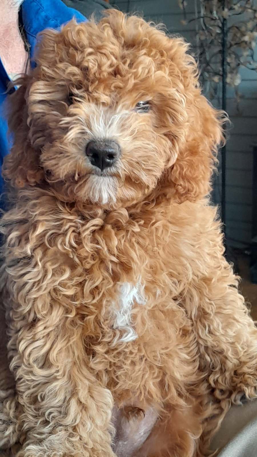 Cavoodle puppies Dogs Puppies Gumtree Australia