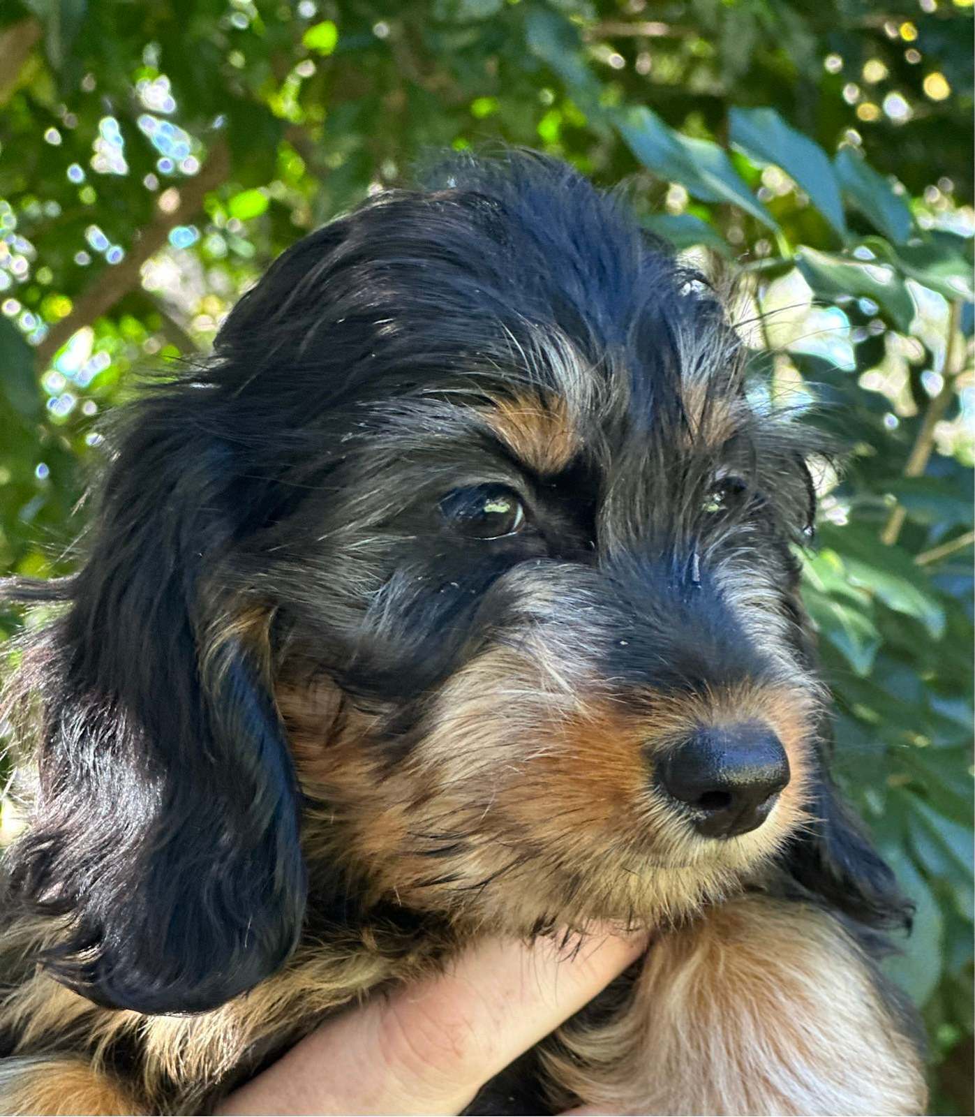 Wire Haired Blue Long Haired Dachshund Puppies For Sale